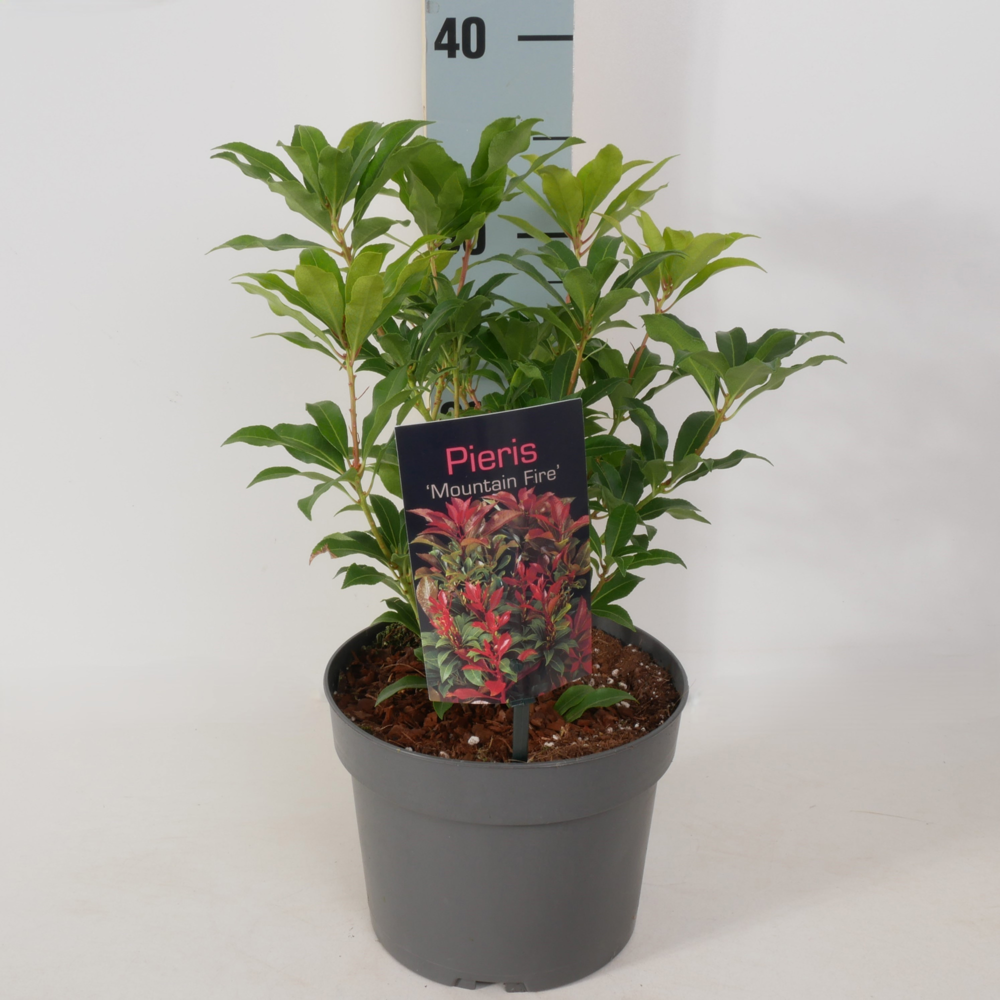 Pieris jap. 'Mountain Fire' P17, D 17