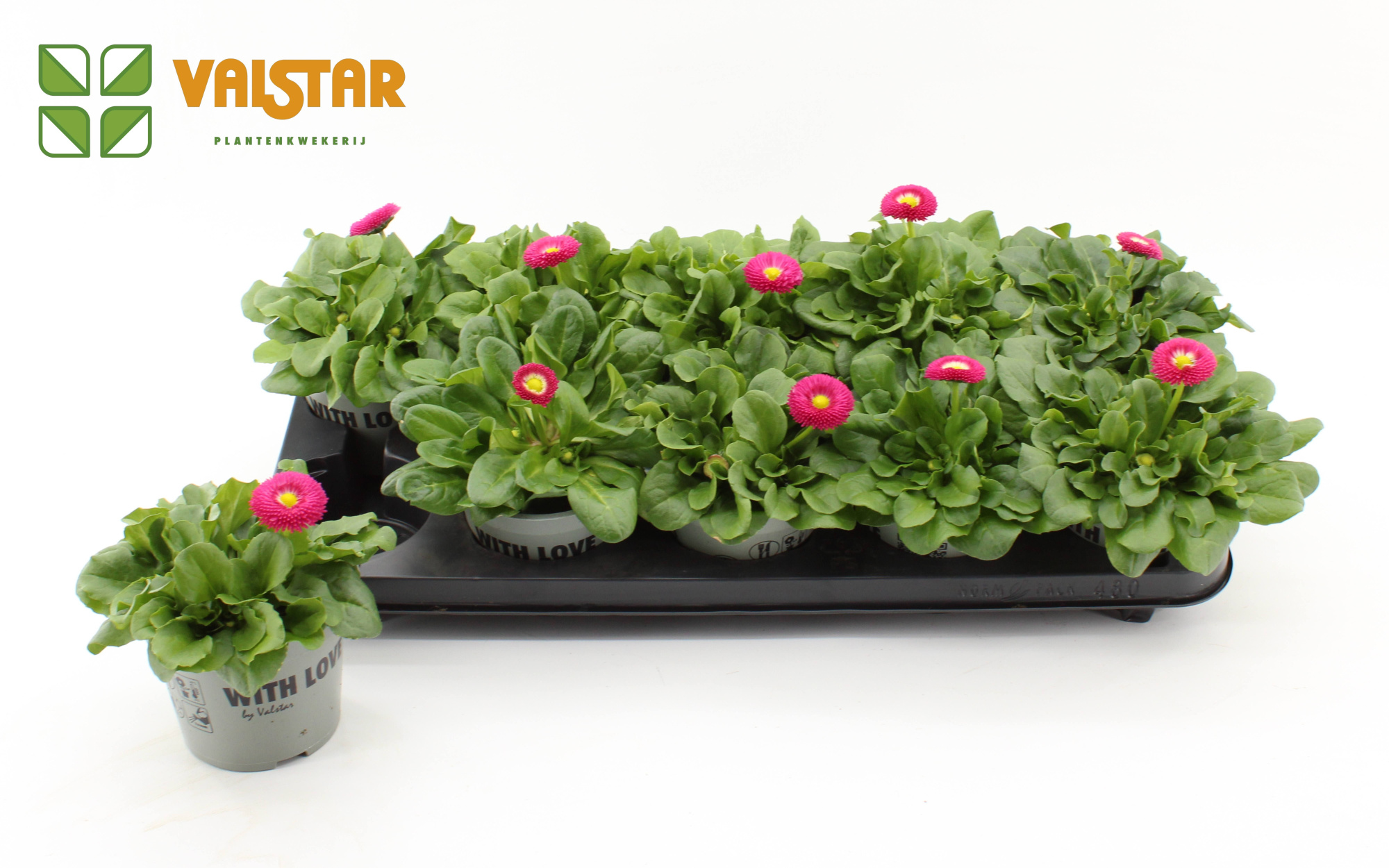 Bellis Perennis Belladaisy pink 12 cm, D 12