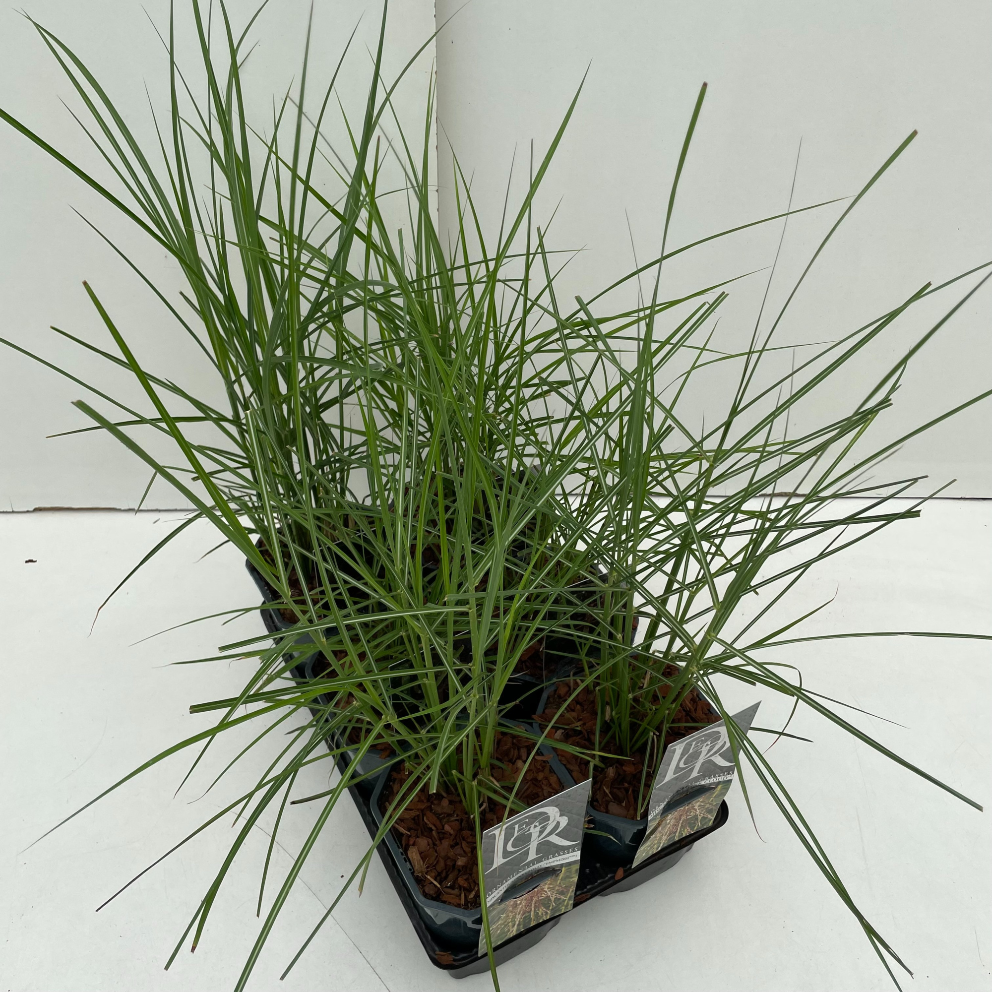Miscanthus mix in tray, D 17 cm