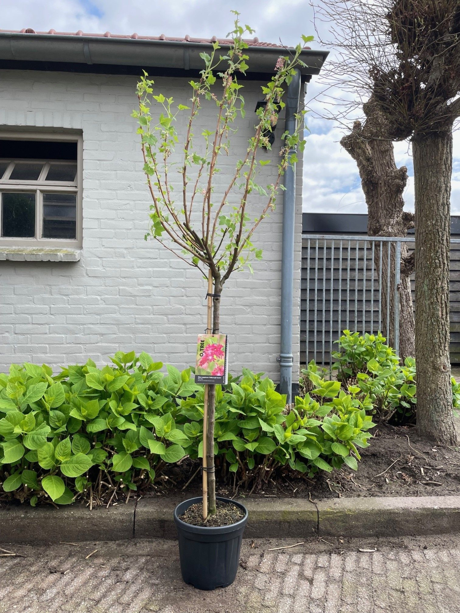 Ribes sang. 'Pulborough Scarlet' -- 90 stam, D 26 cm