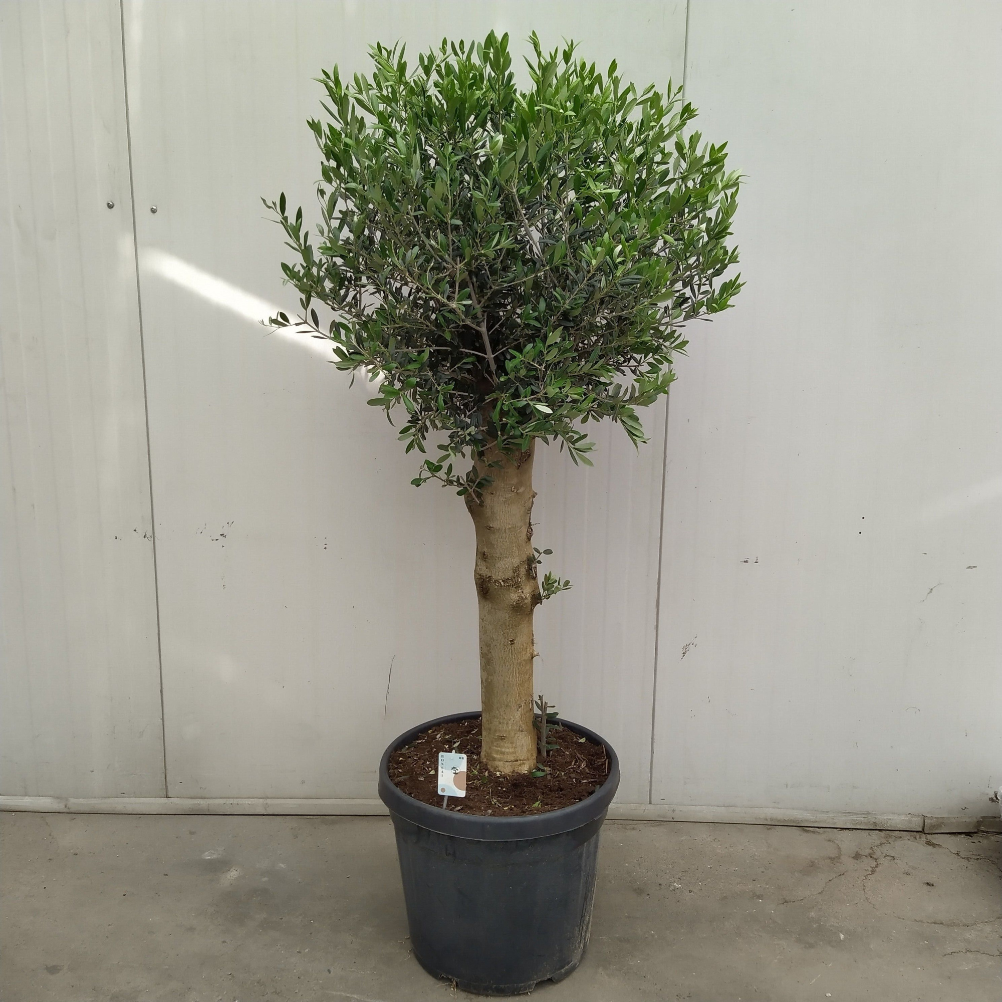 Olea europaea 45 cm, D 45