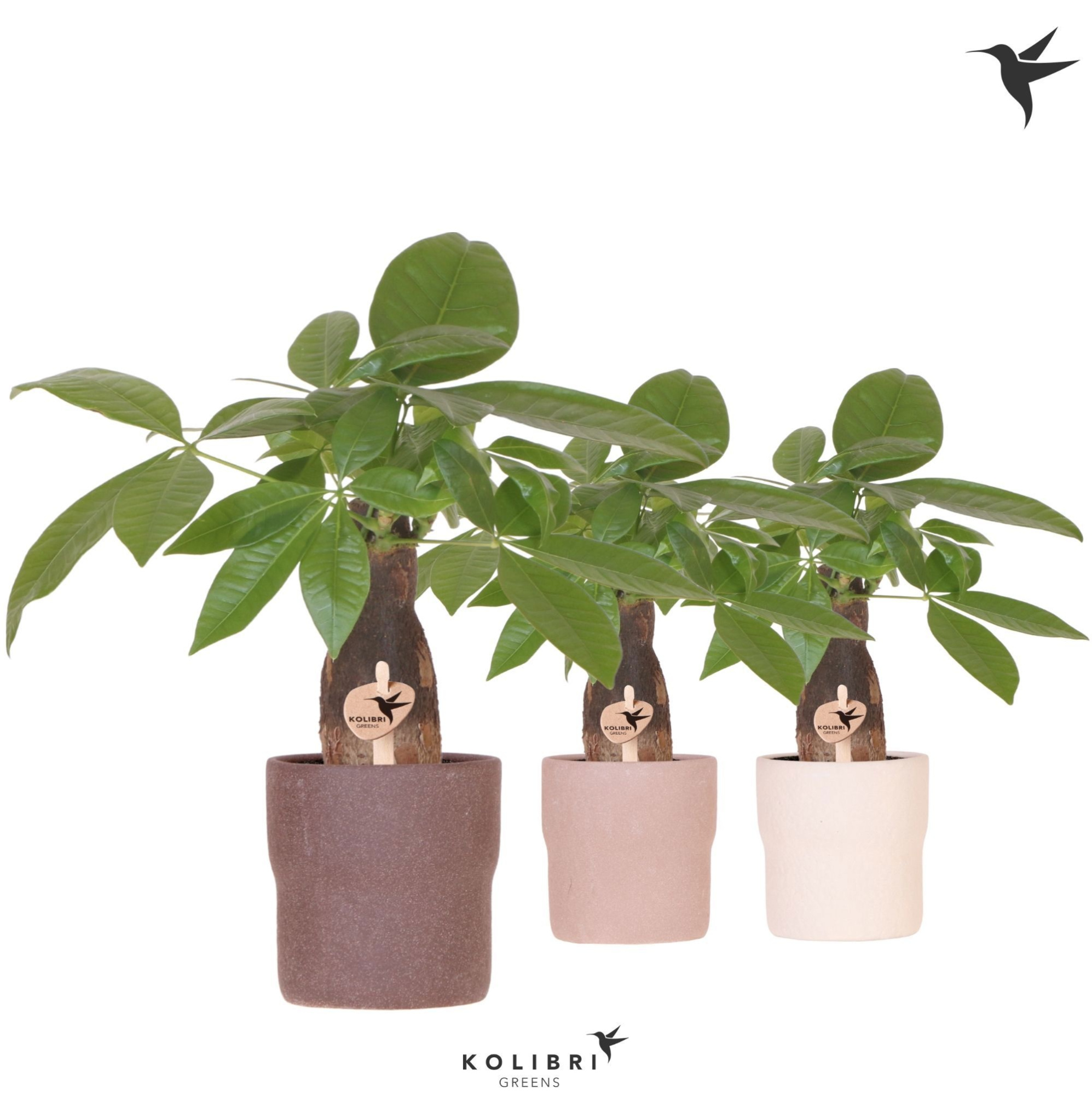 Kolibri Greens Pachira in Rustic pot mix, D 9 cm