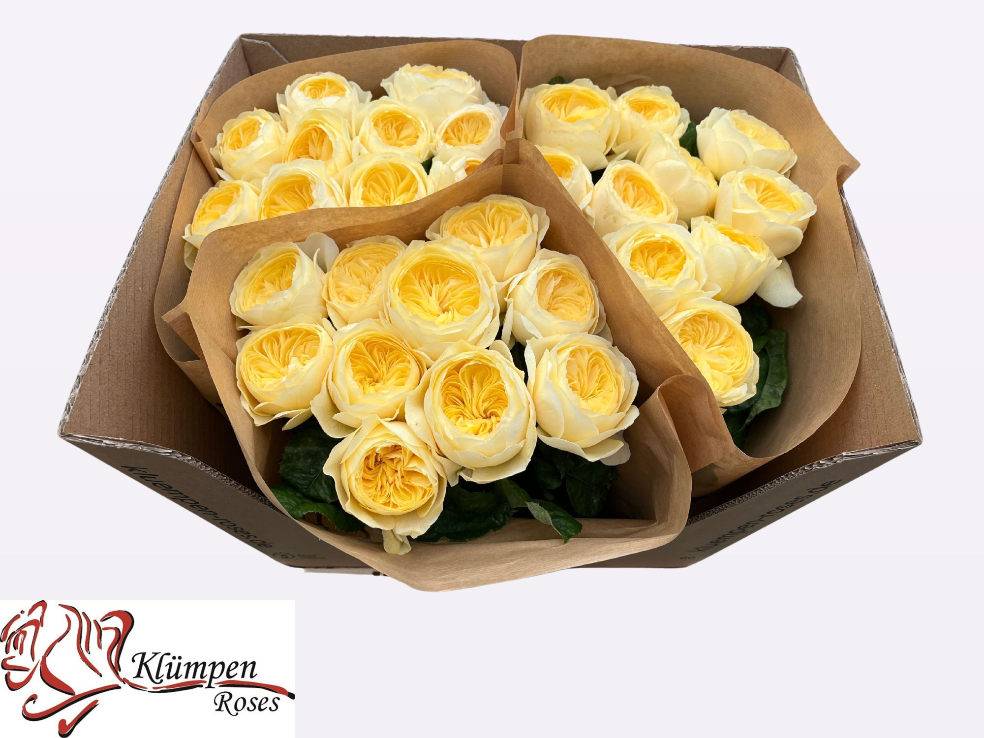 Роза од. Нона! 60, шт.