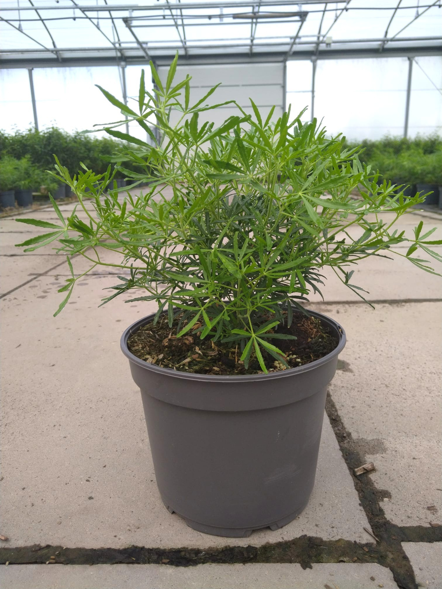 Choisya tern. 'White Dazzler'®, D 23