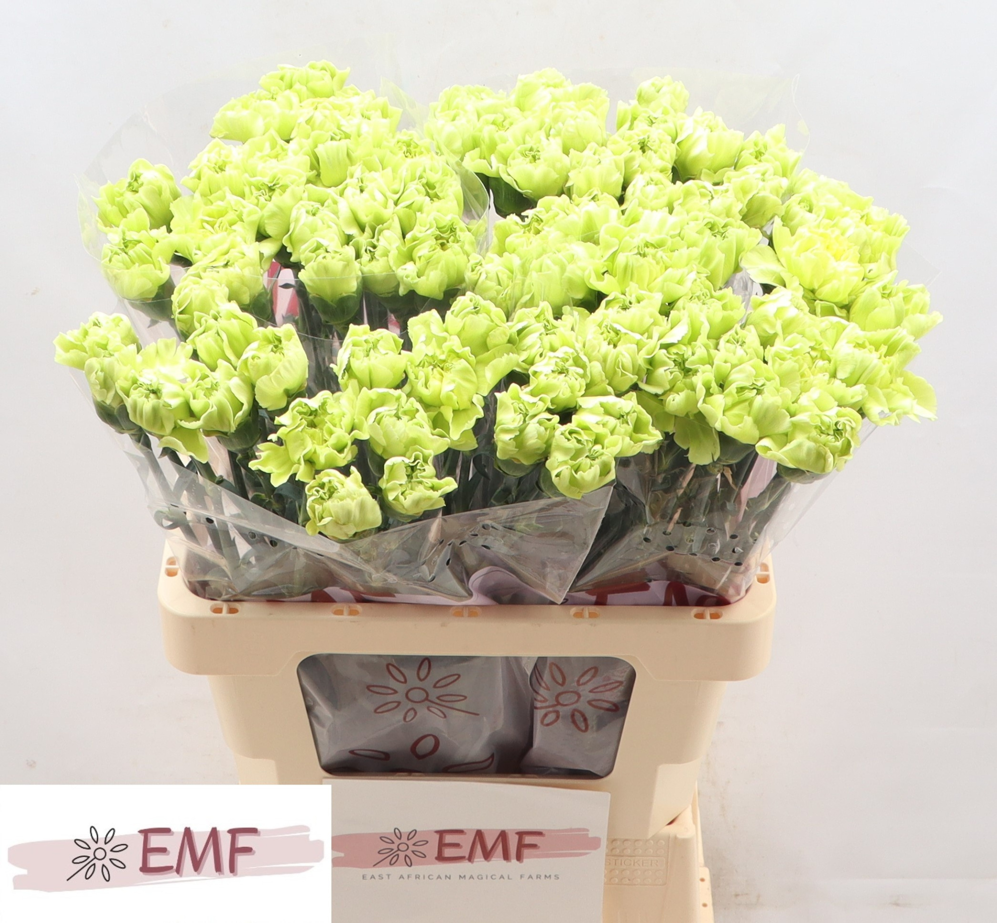 Диантус од. Селтик Грин, шт.