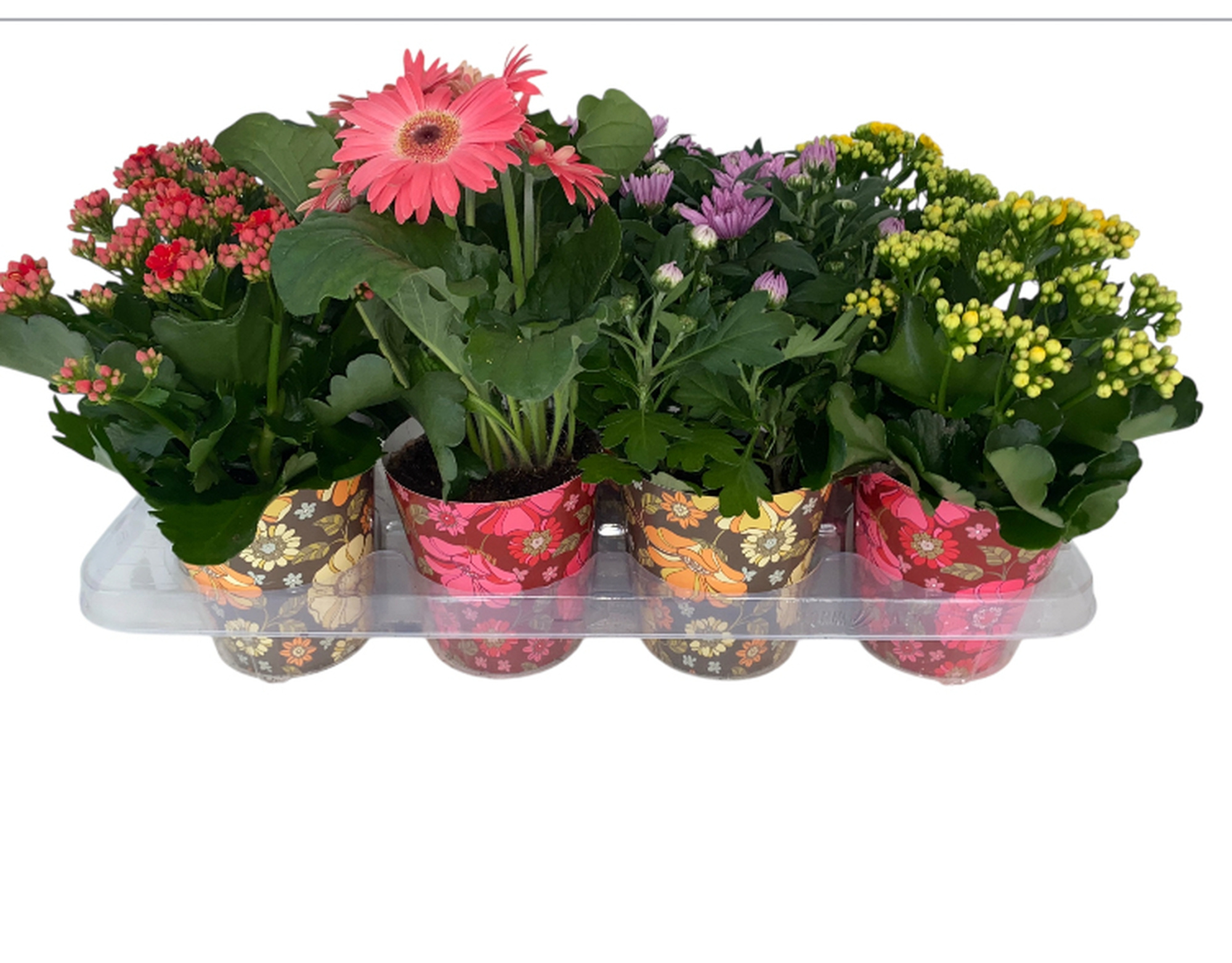 Bloeimix 12 cm (2) - TiSento Smartcup border/terras, D 12 cm