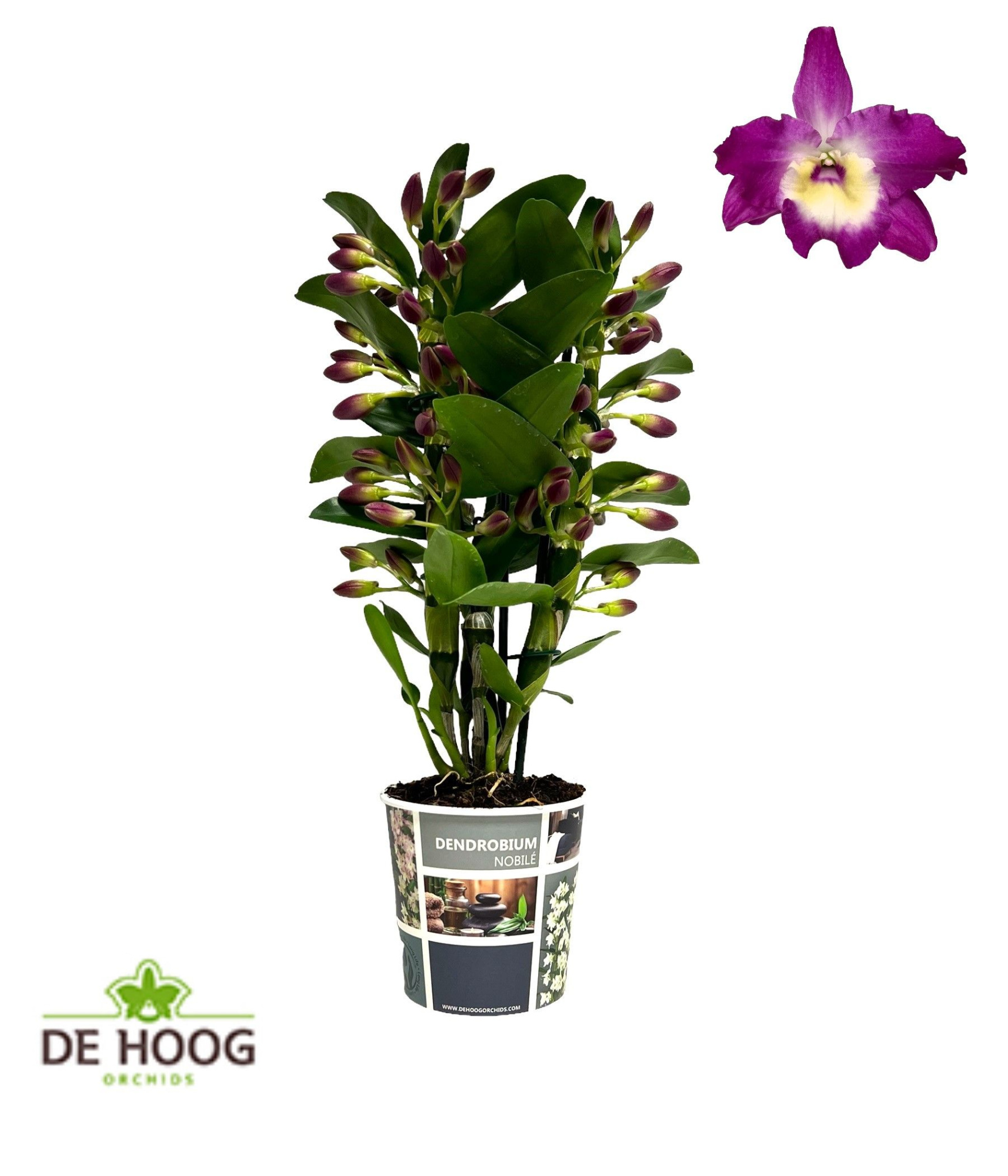 Dendrobium Nobile Bouquet Purple Rain 3 stam 14+ tros, D 12