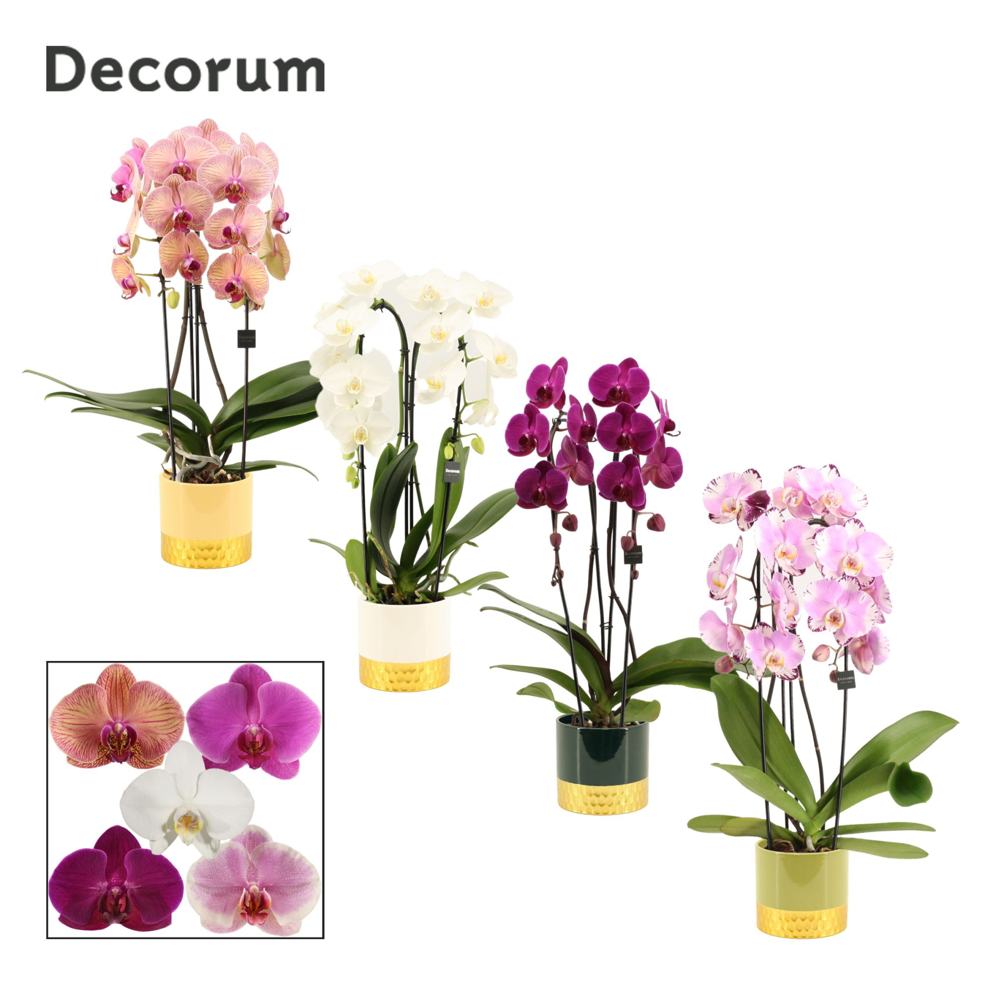 Phalaenopsis cascade 2 tak mix in Frederique (Top blend-collecti, D 12 cm