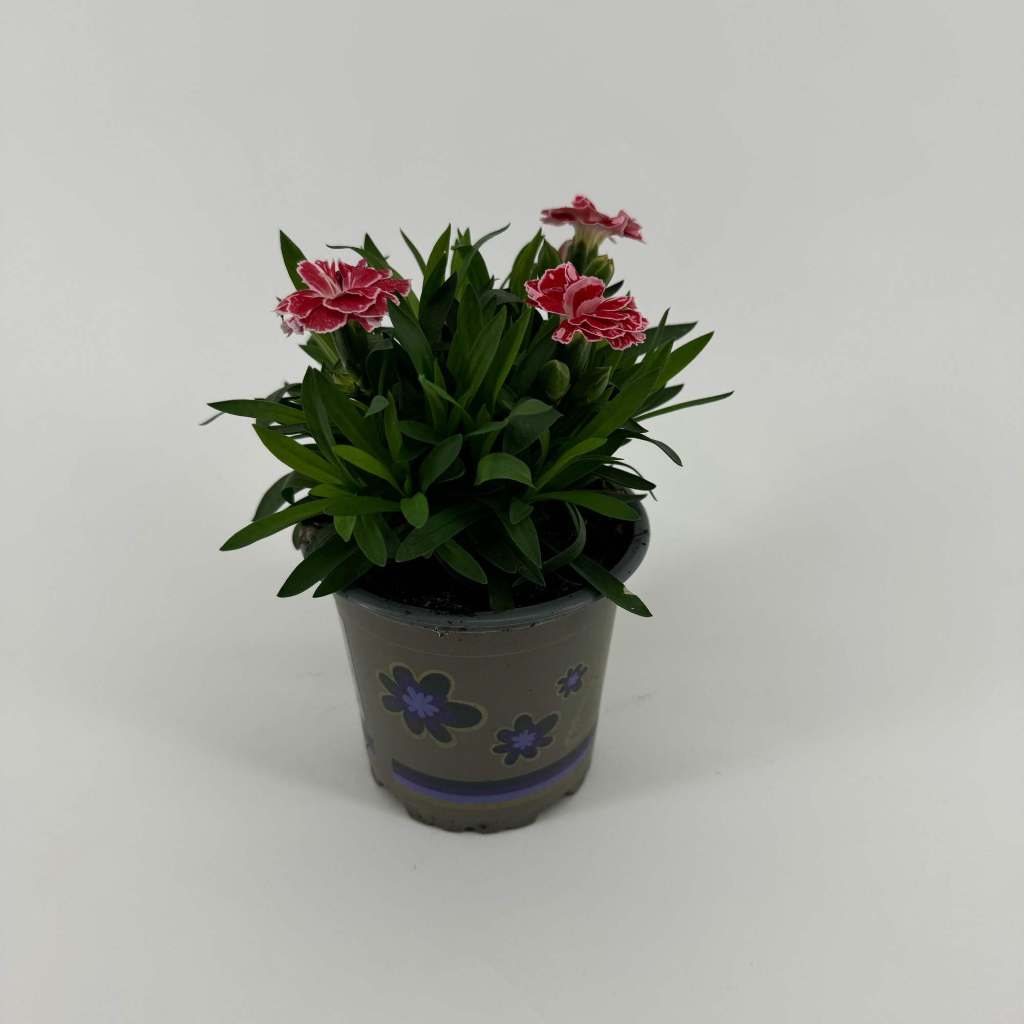 Dianthus 'Oscar' White and Red, D 11 cm