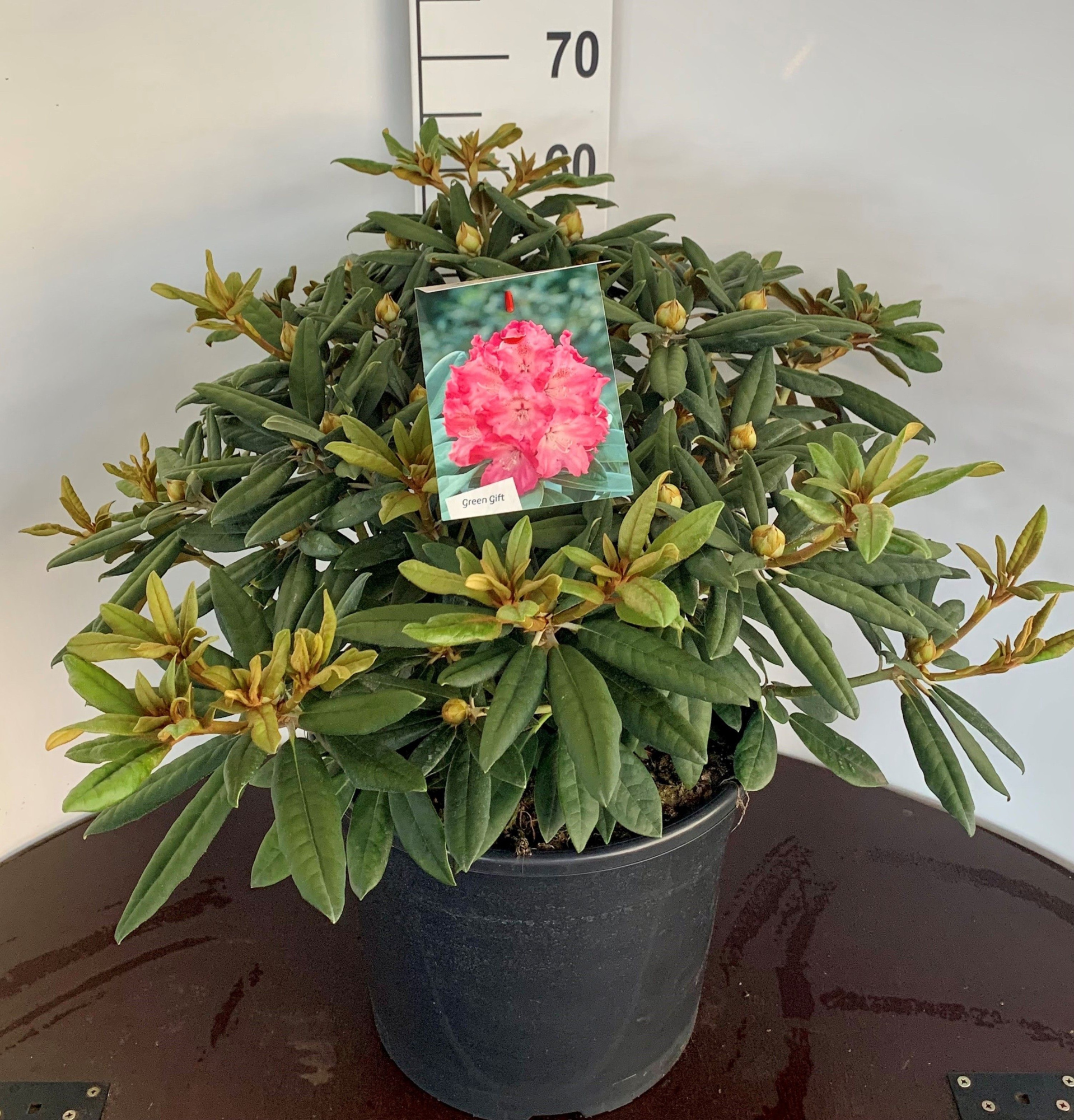 Rhodo. (Y) 'Hydon Hunter', D 45 cm