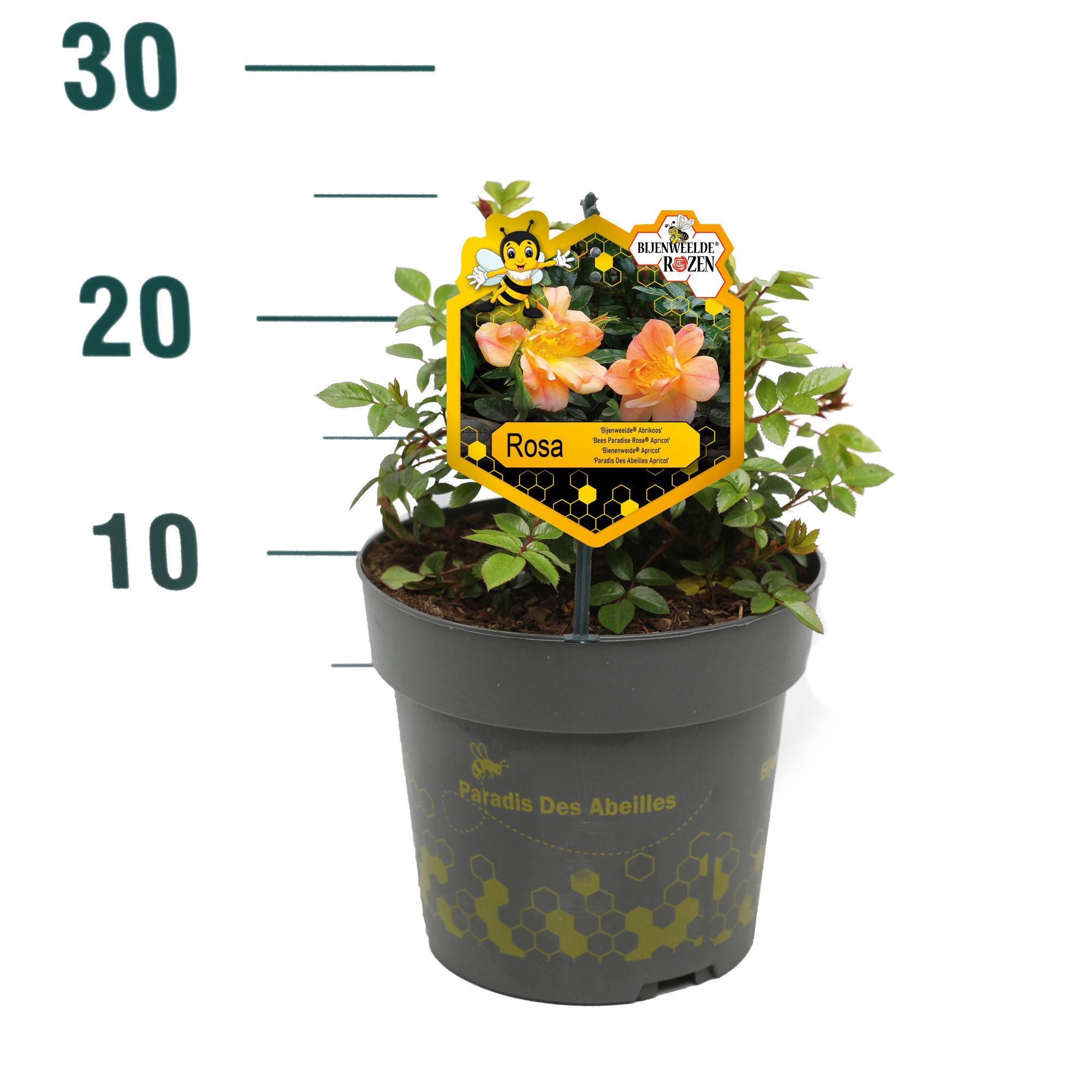 Rosa 'Apricot' - Struik - P17 - Bijenweelde, D 17 cm