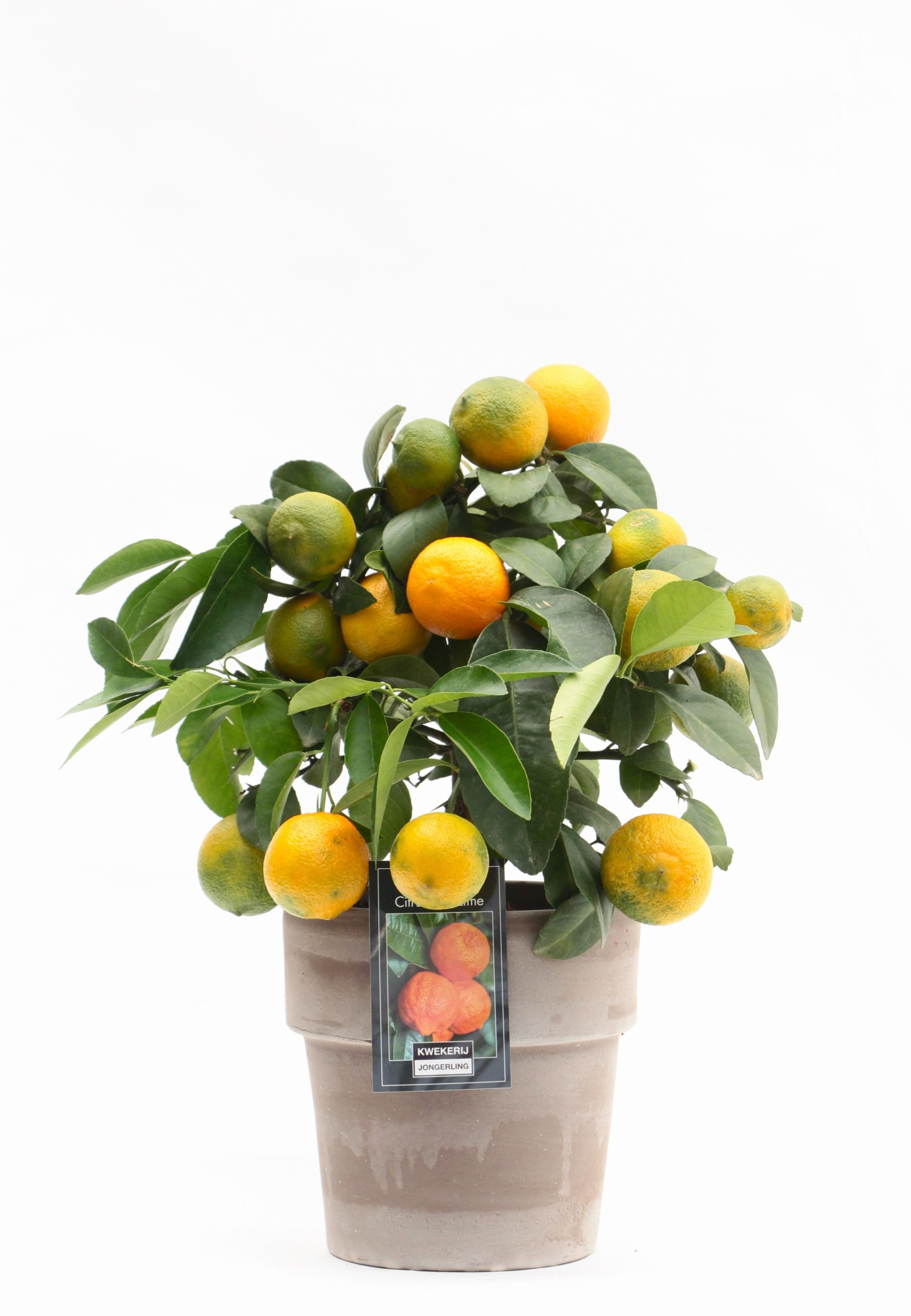 Red Lime in Verona pot, D 16 cm