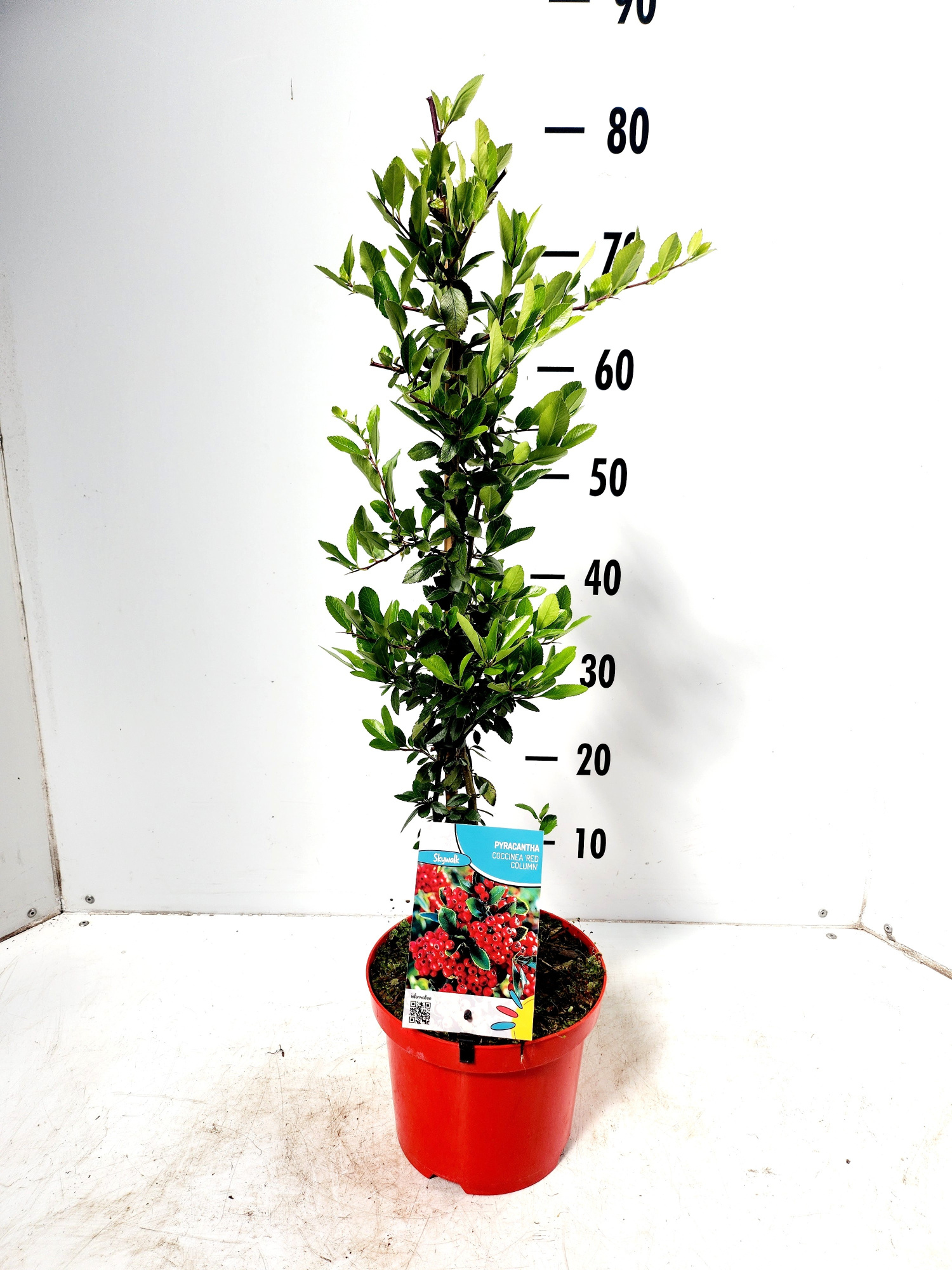 Pyracantha coccinea Red Column, D 19 cm