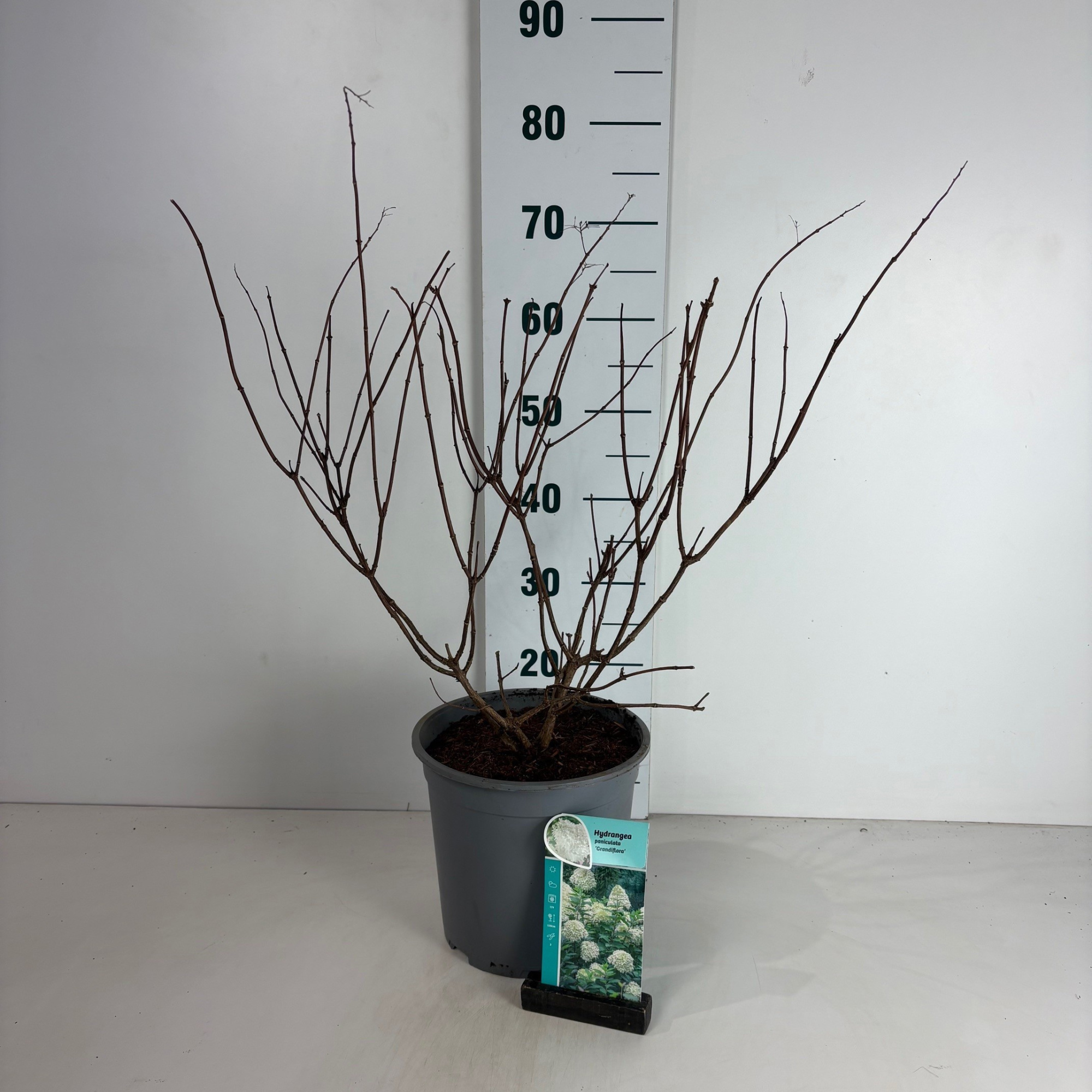 Hydrangea paniculata Grandiflora, D 24