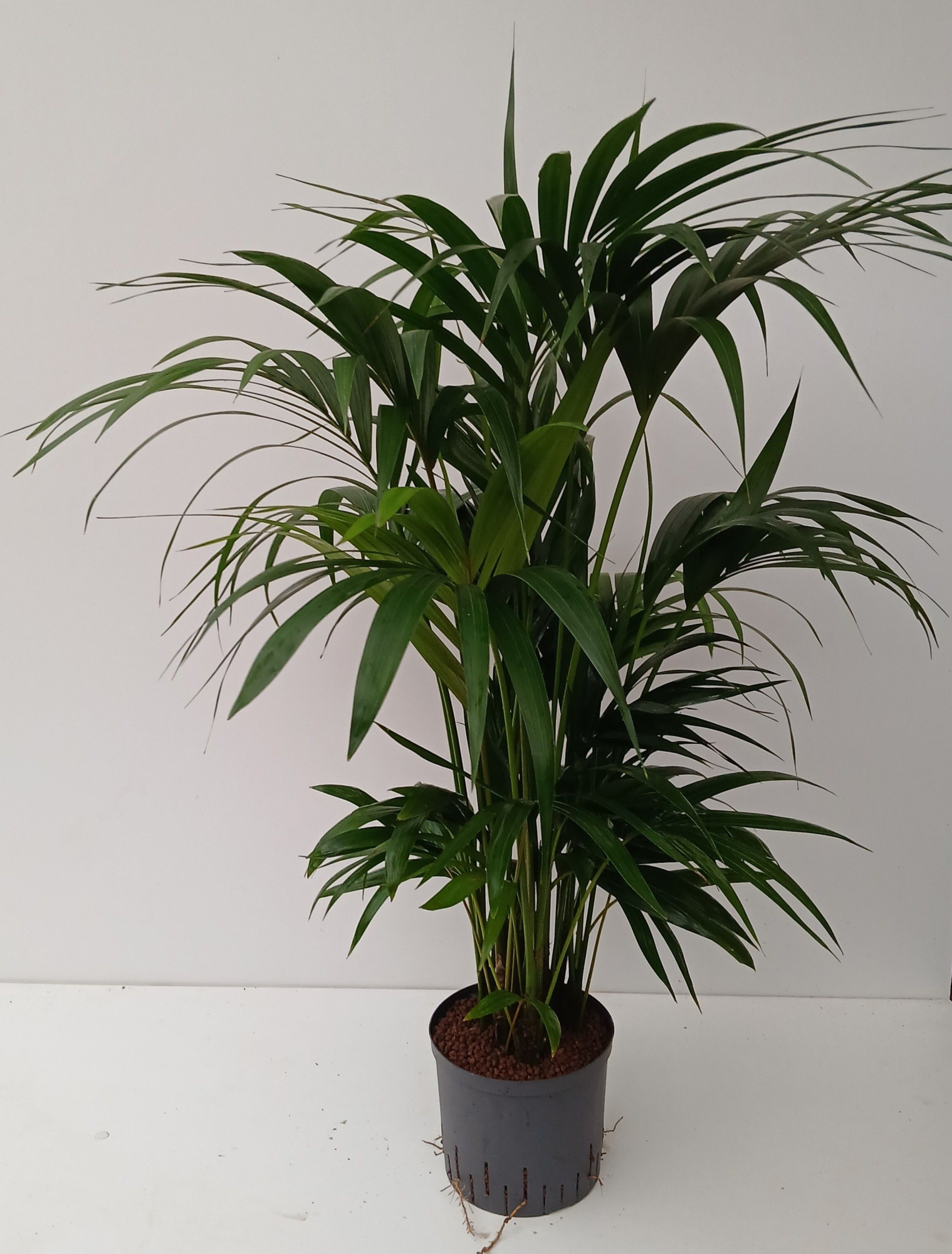 howea hydro, D 22 cm