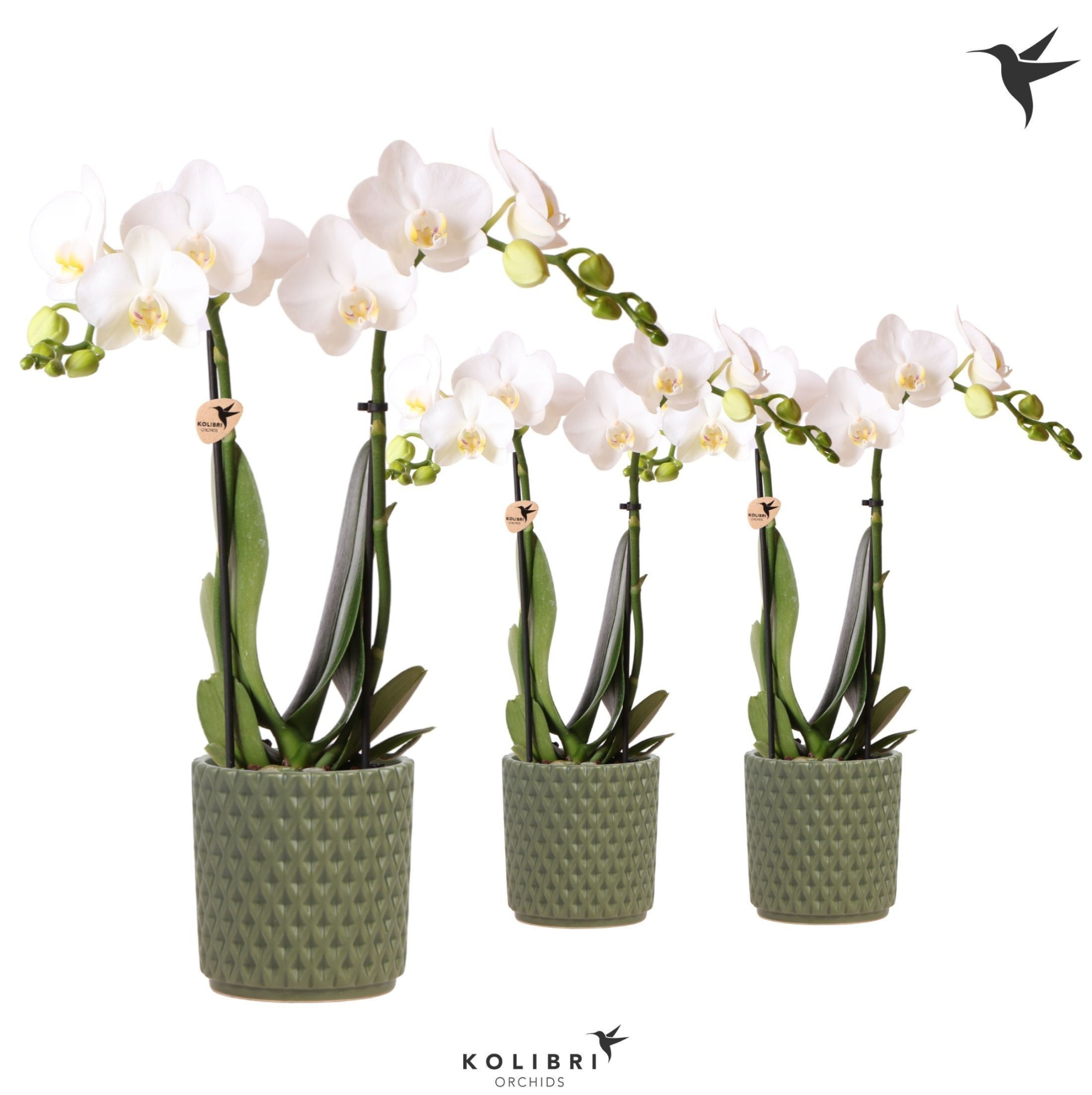 Kolibri Orchids Phalaenopsis white 2 spike in Diamond pot green, D 9
