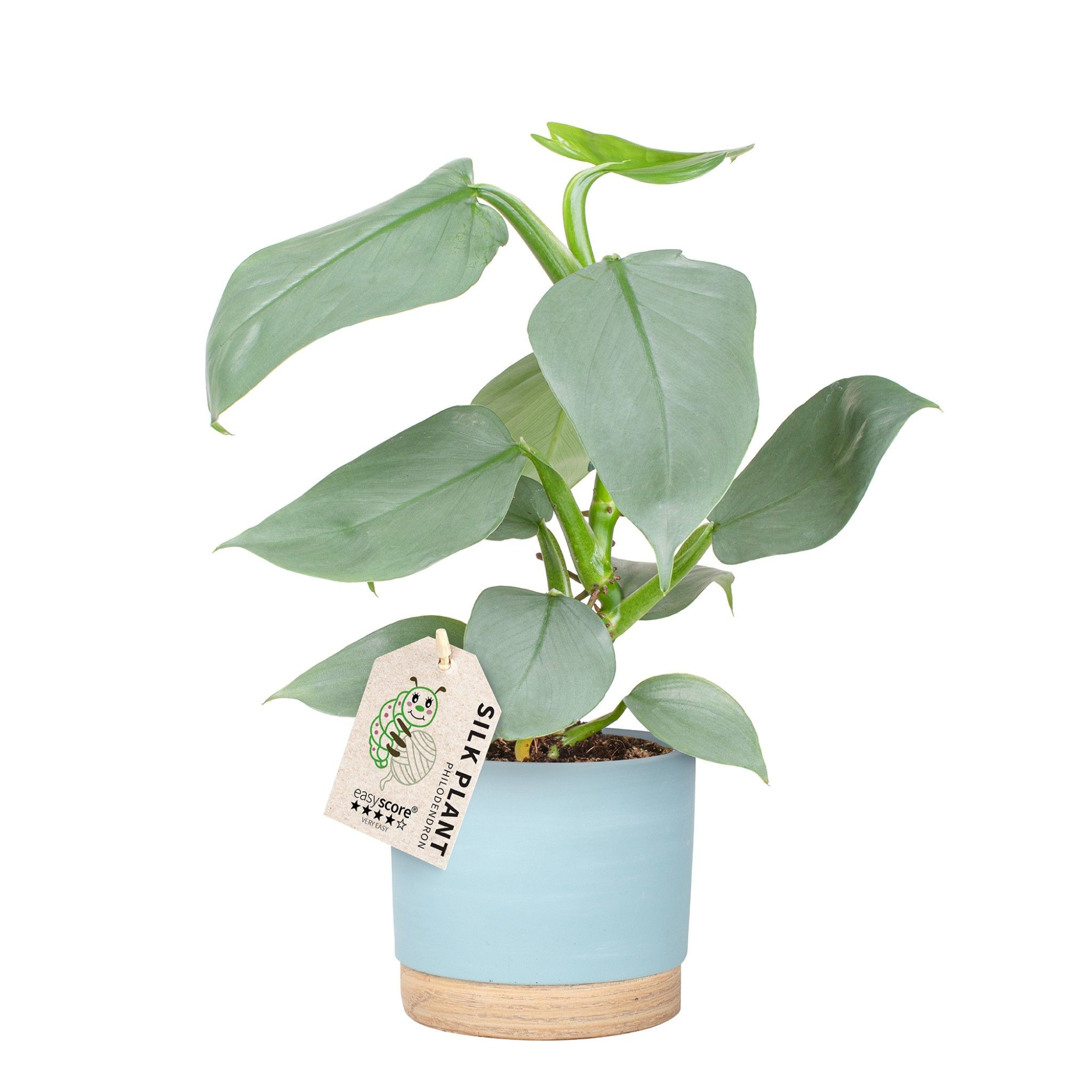 Woodbase Sky Blue, Philodendron ´Silver Sword´, D 12