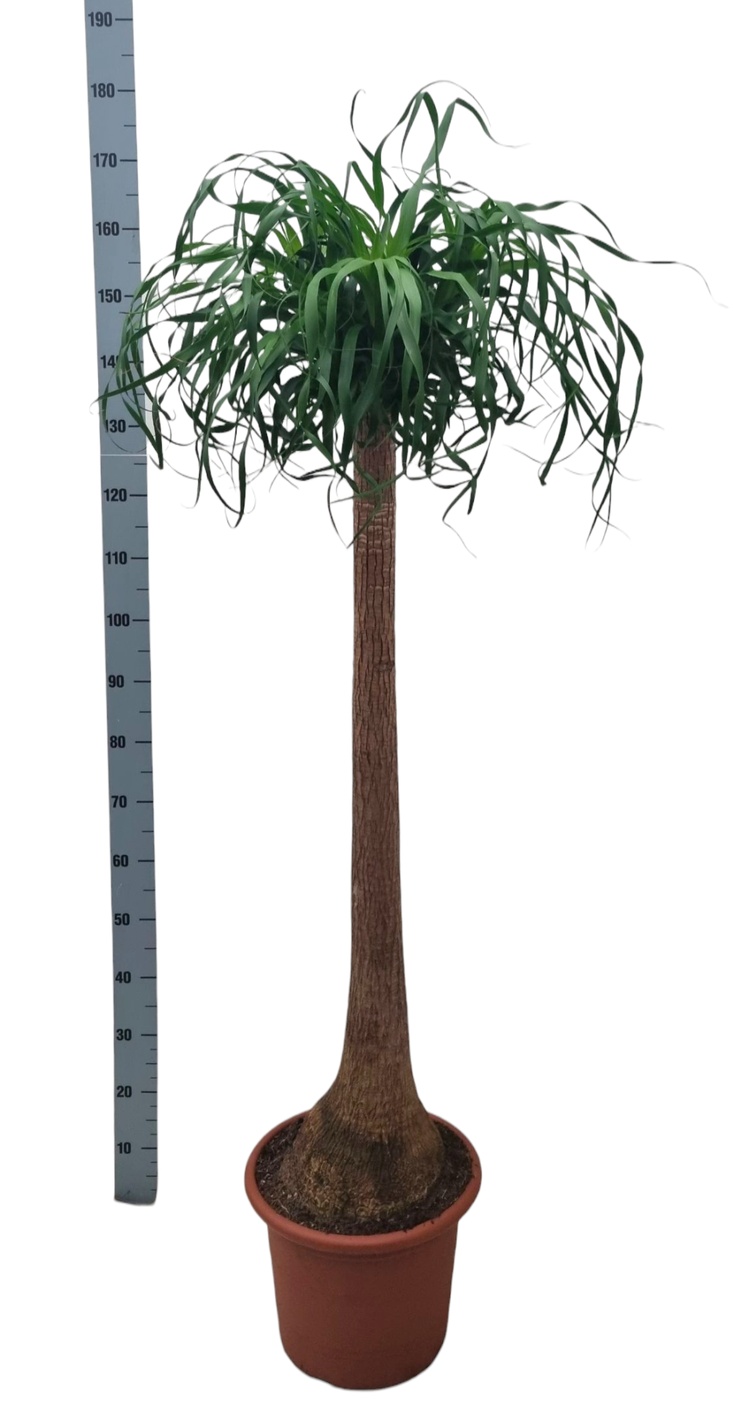 Beaucarnea 40 cm recht, D 40