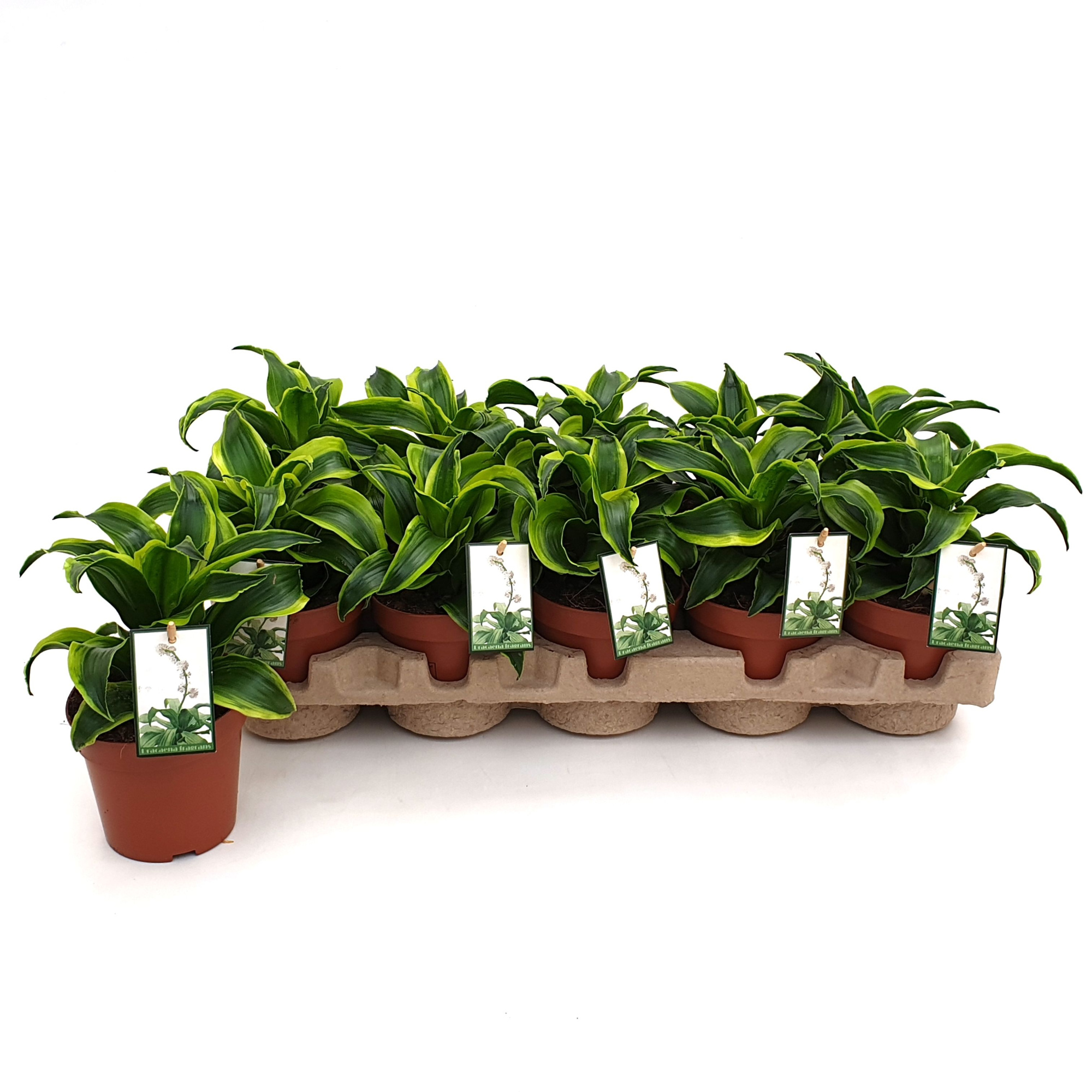Dracaena Tornado in EcoExpert tray met luxe etiket, D 12 cm
