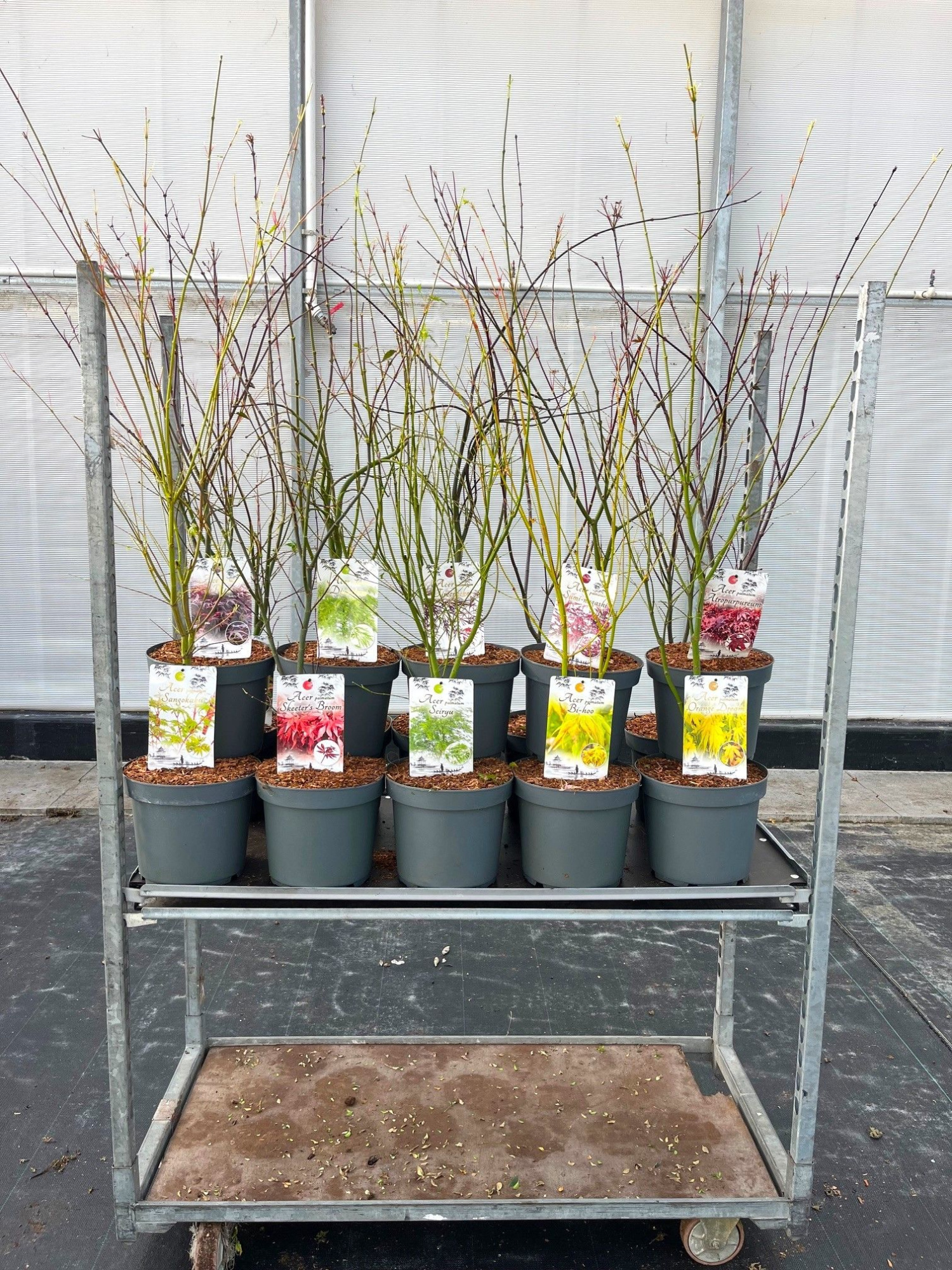 Acer pal. in soorten, D 26