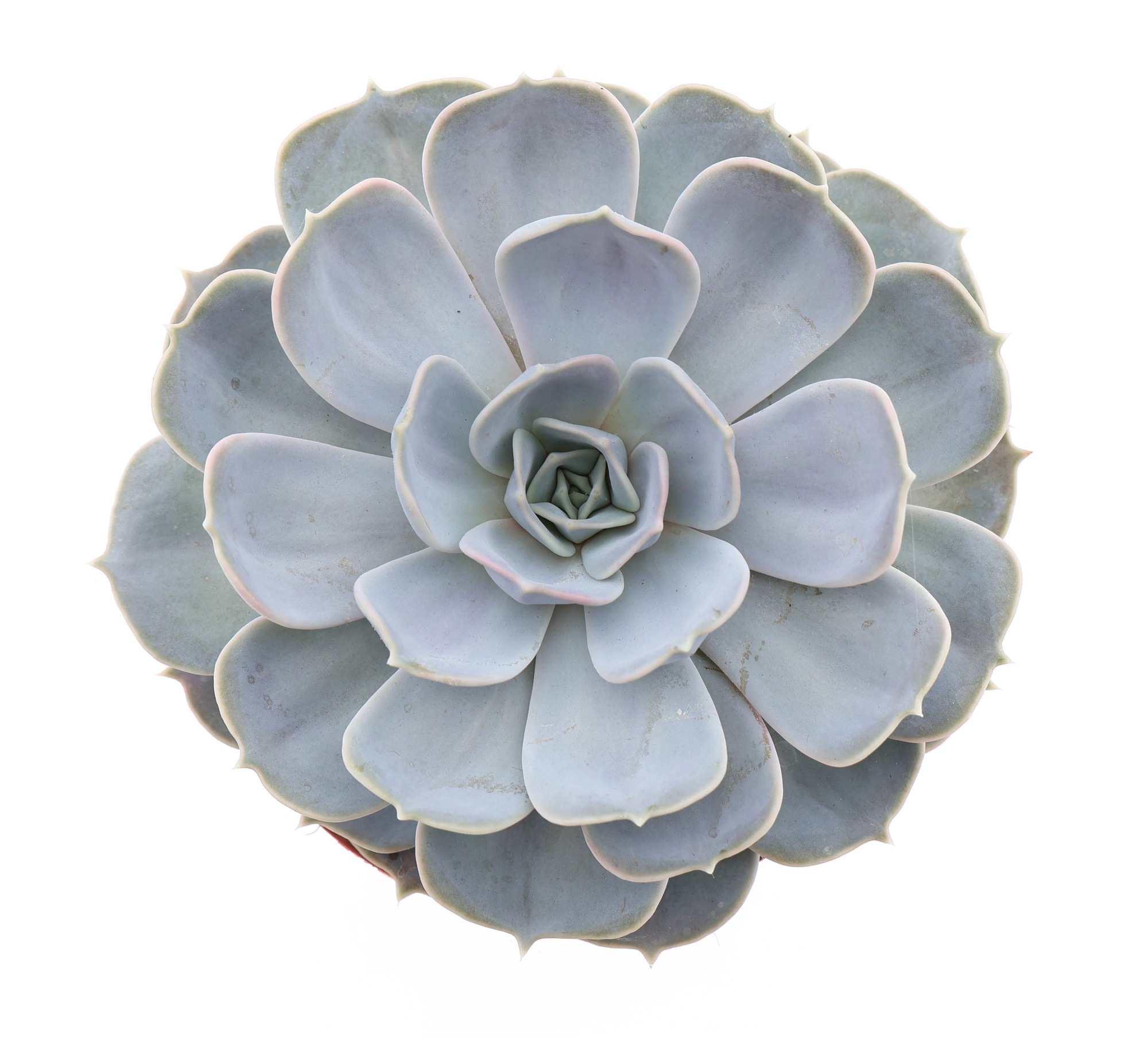 Echeveria lilacina, D 17 cm