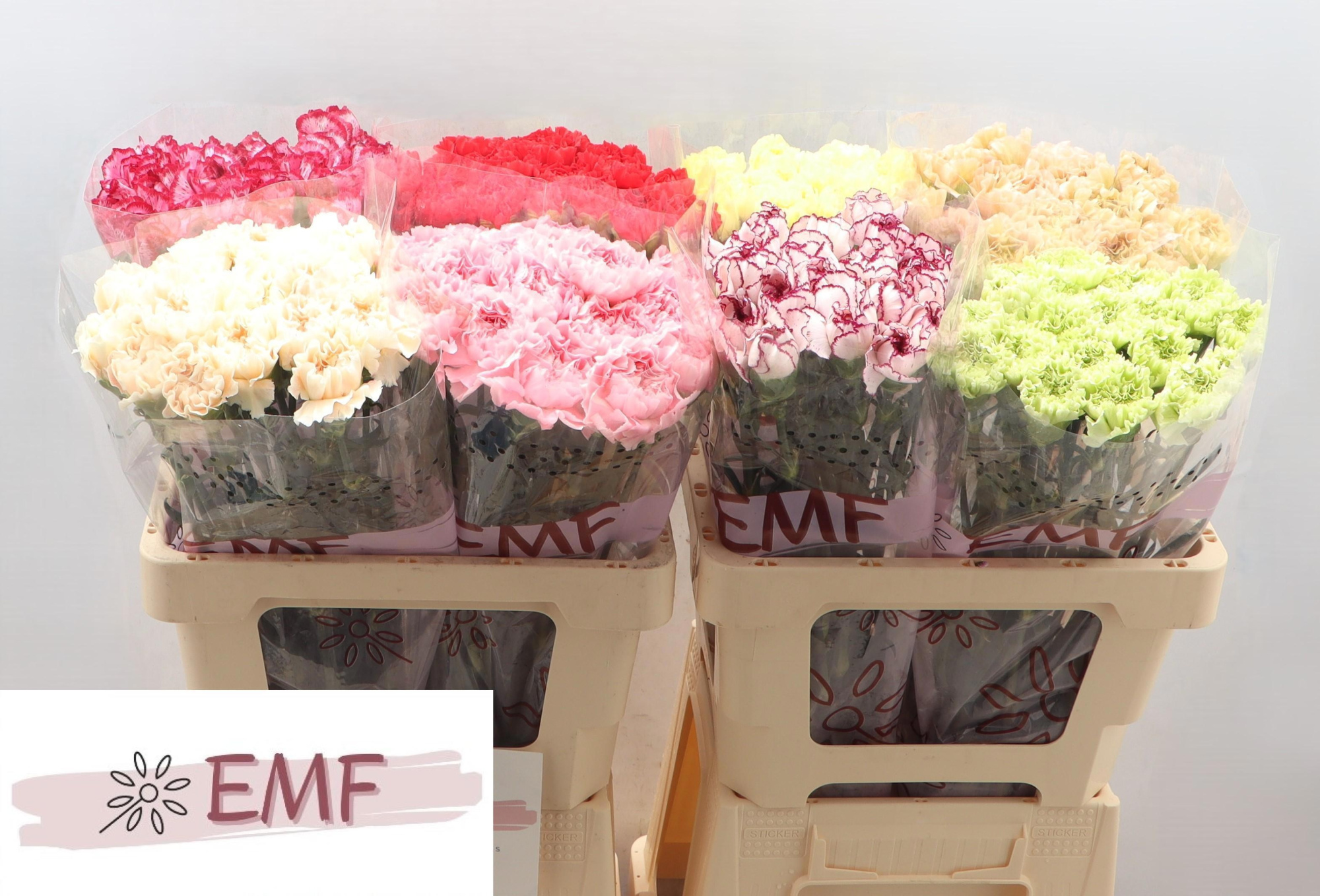 Диантус од. Микс в баке, шт.