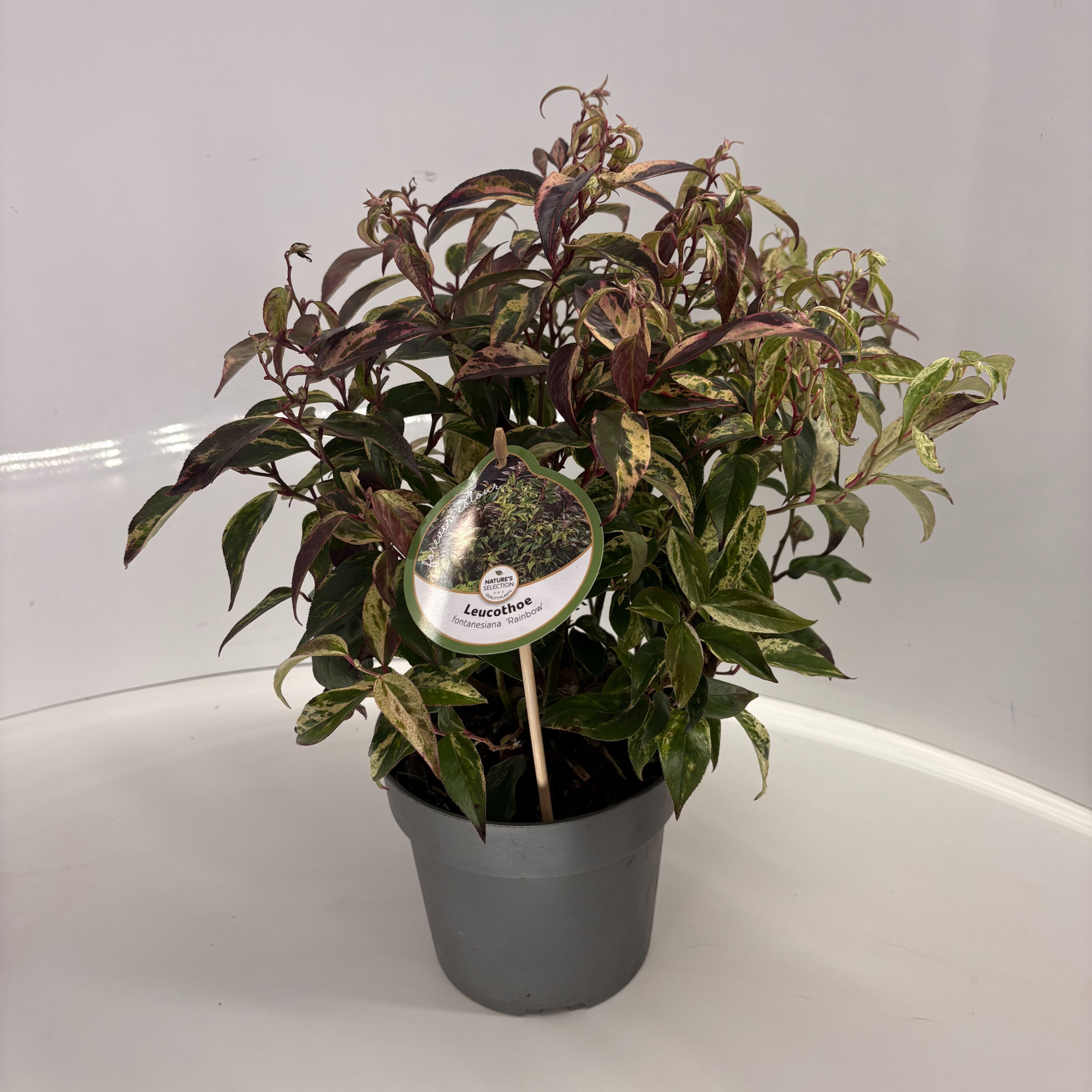 Leucothoe f. 'Rainbow', D 17