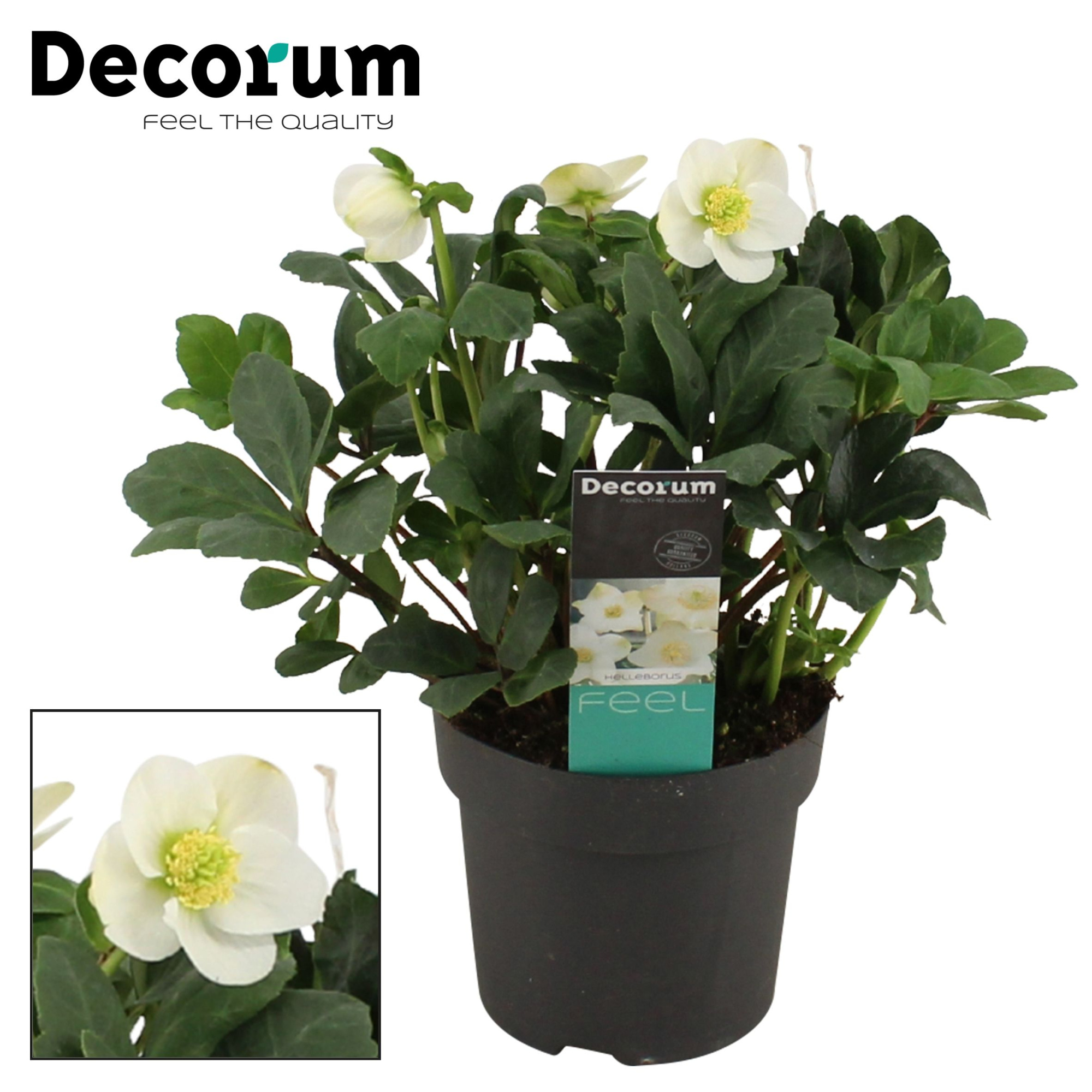 Helleborus mont blanc Decorum (L) met etiket, D 15 cm
