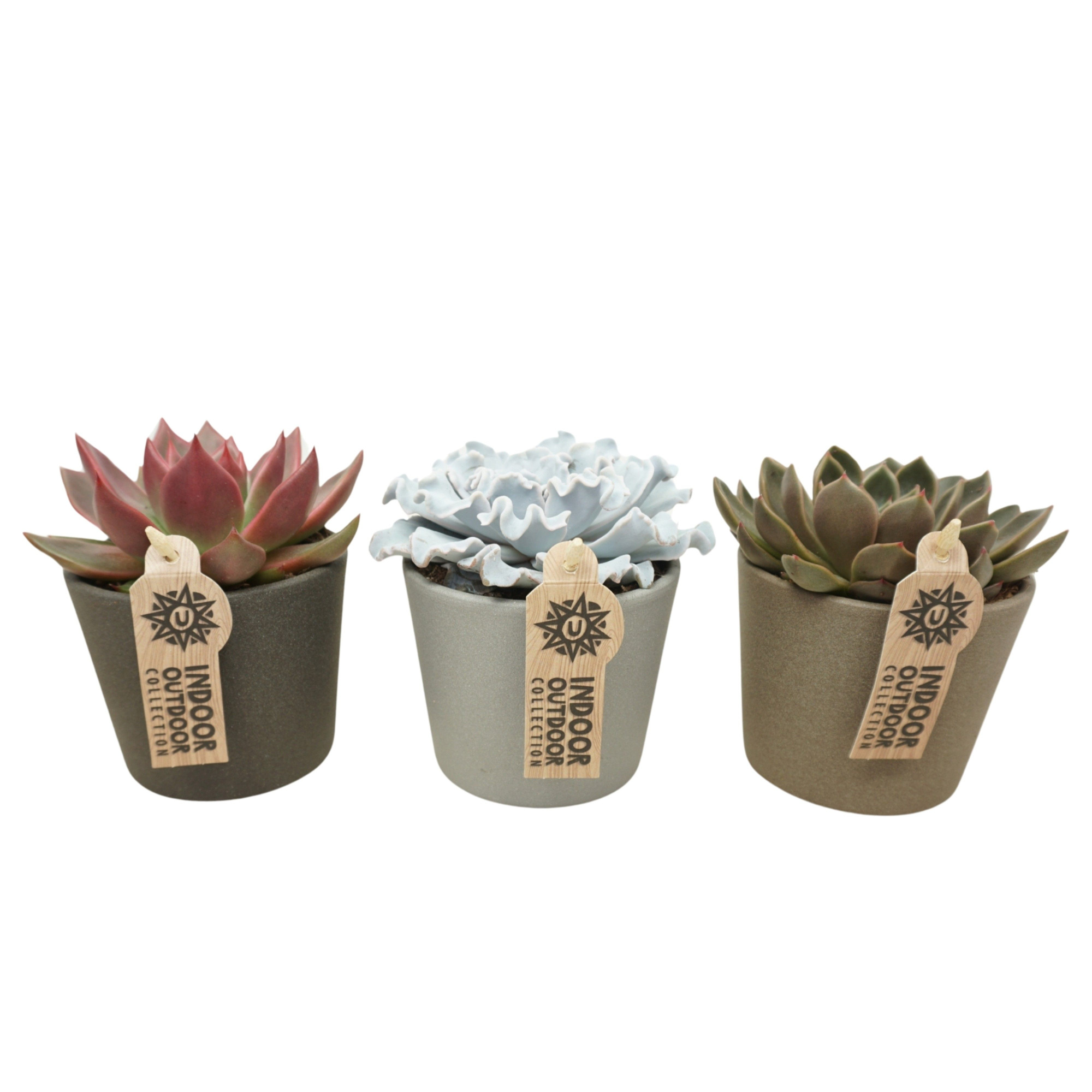 Echeveria mix in 12 cm keramiek (3 assorti), D 10,5 cm