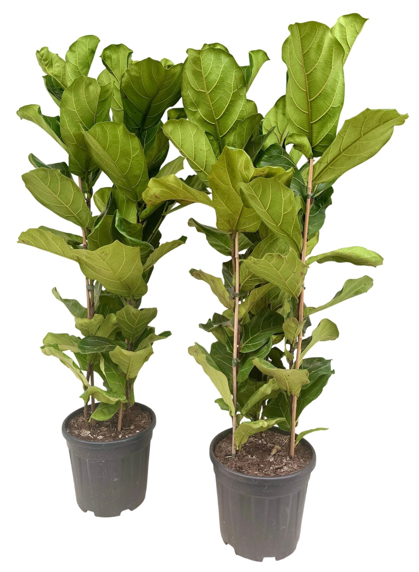 Ficus lyrata P28 toef, D 28 cm