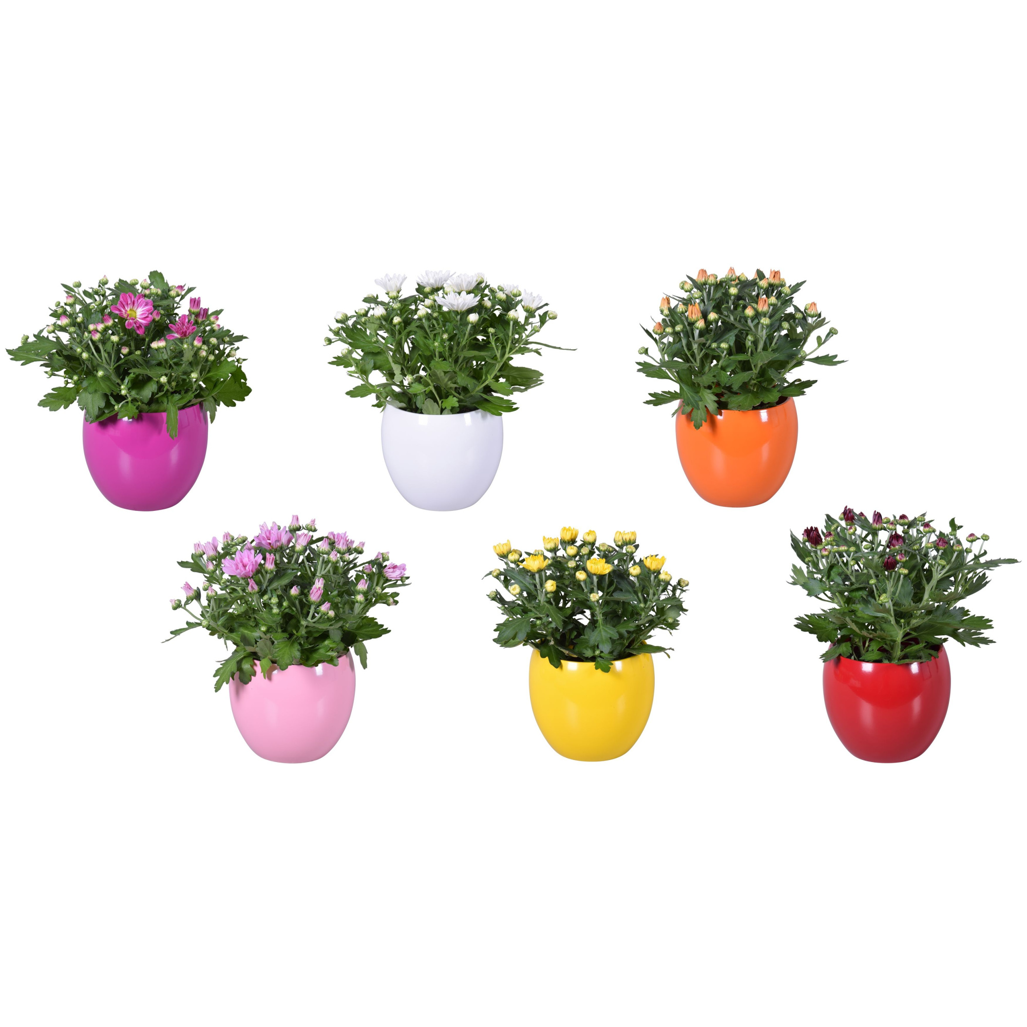 Chrysanthemum in Gemengd "Lisa" keramiek, D 14 cm