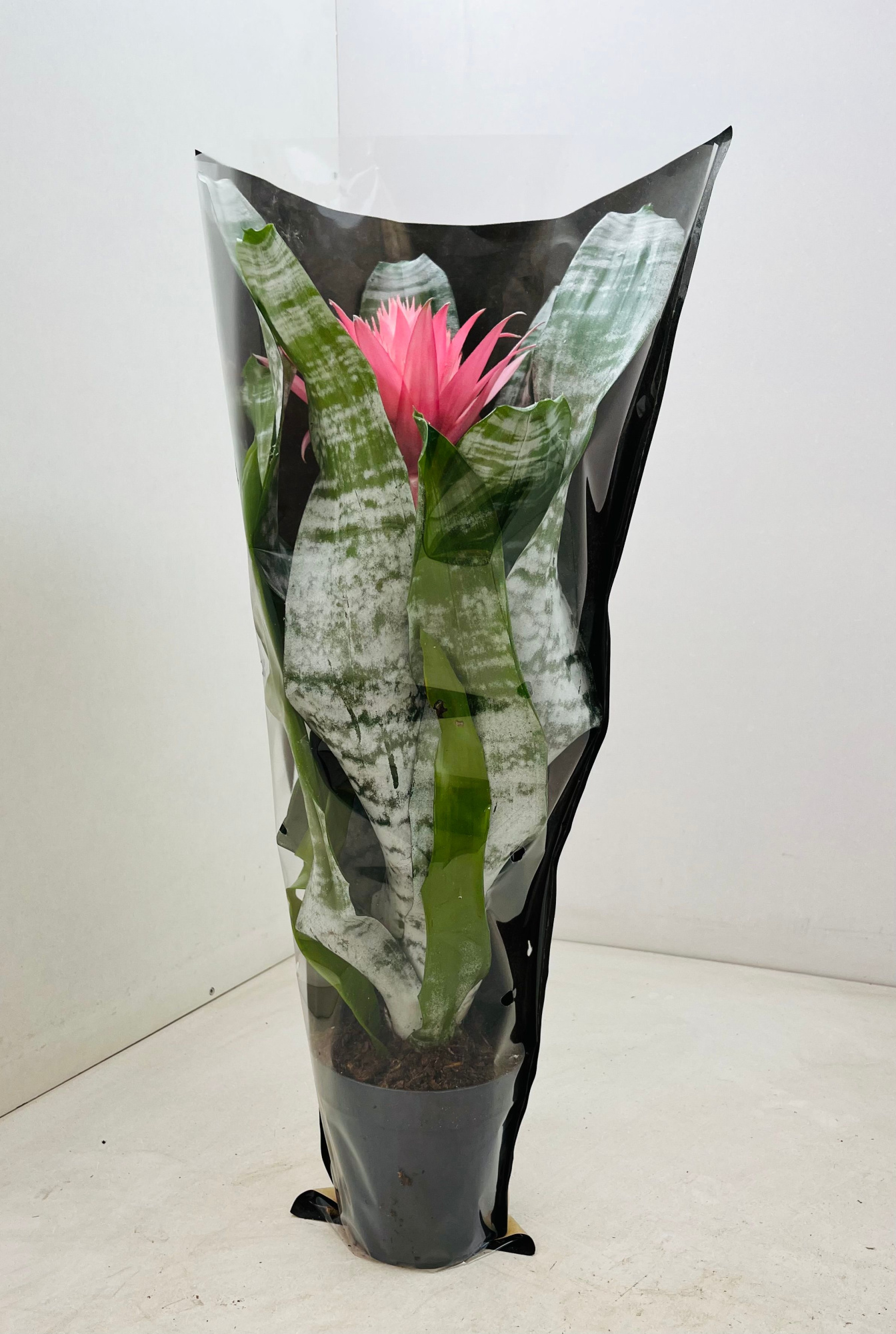 Aechmea Primera XL nieuwe hoes., D 15