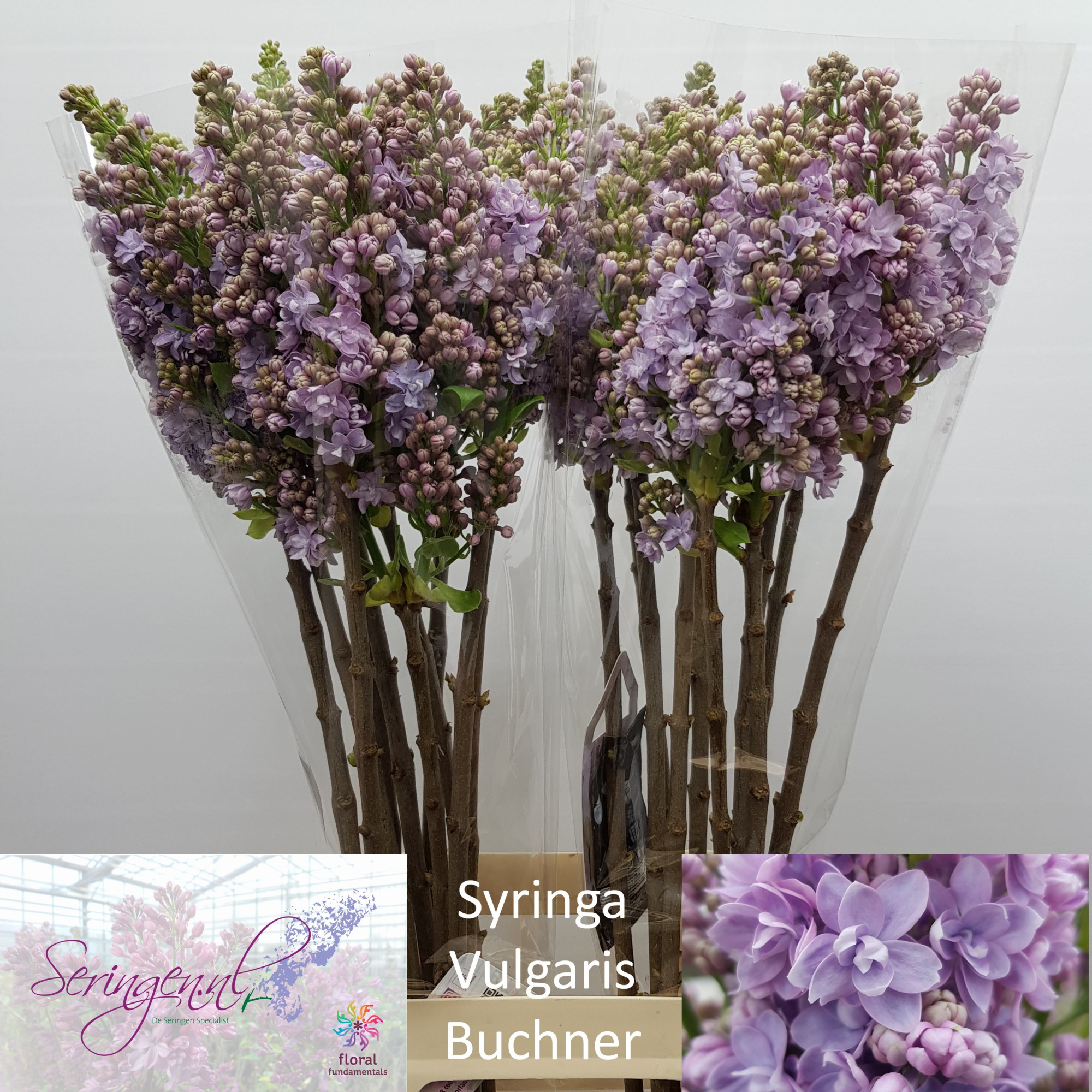 Сирень Мишел Бухнер 80 (лаванд.), шт.