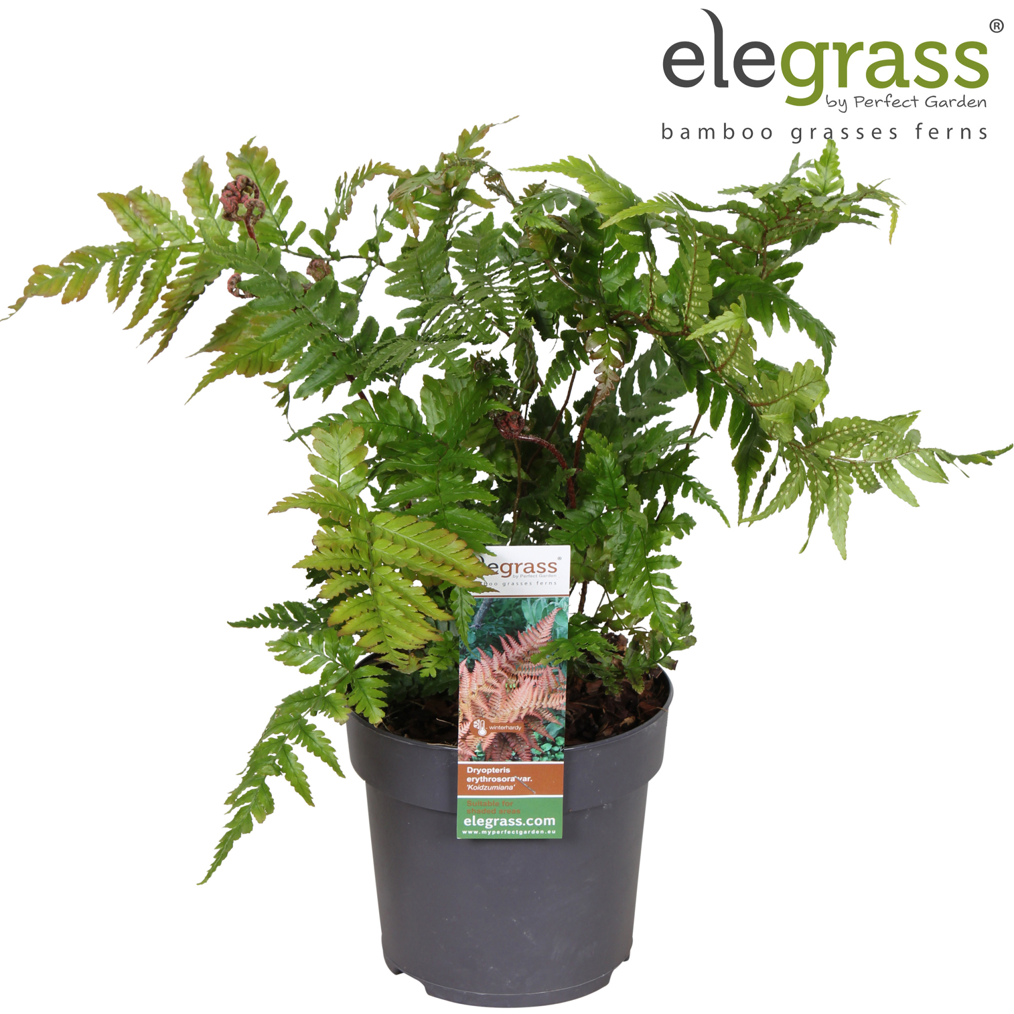 Dryopteris 'Koidzumiana' P14, D 14 cm