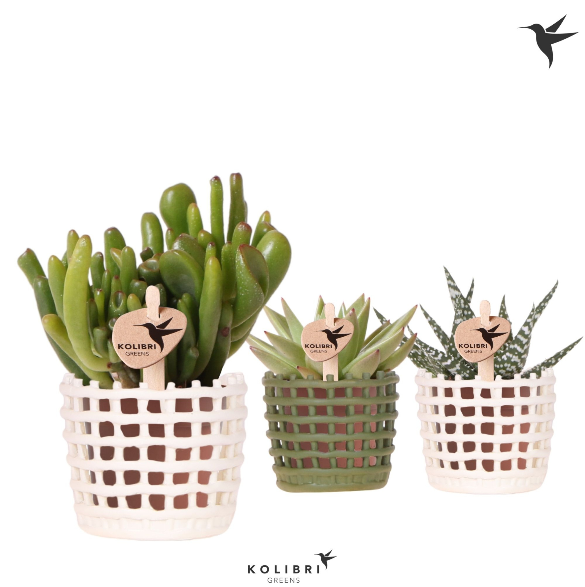 Kolibri Greens Succulenten mix in Mesh pot mix, D 6 cm