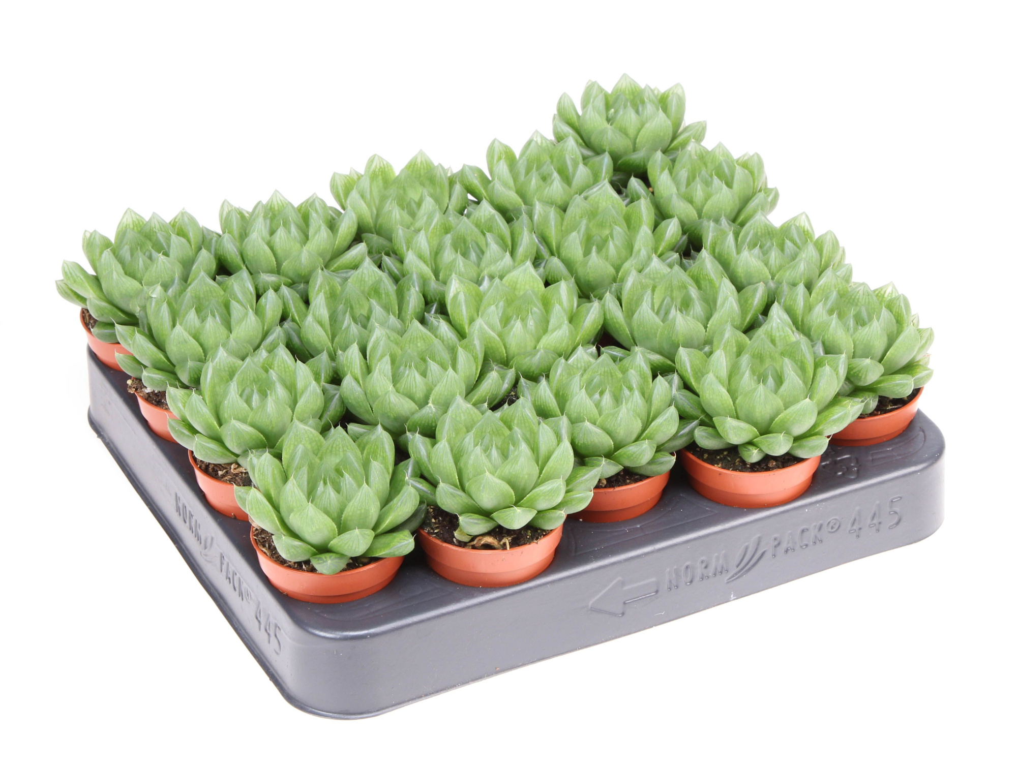 Haworthia cymbiformis, D 5,5