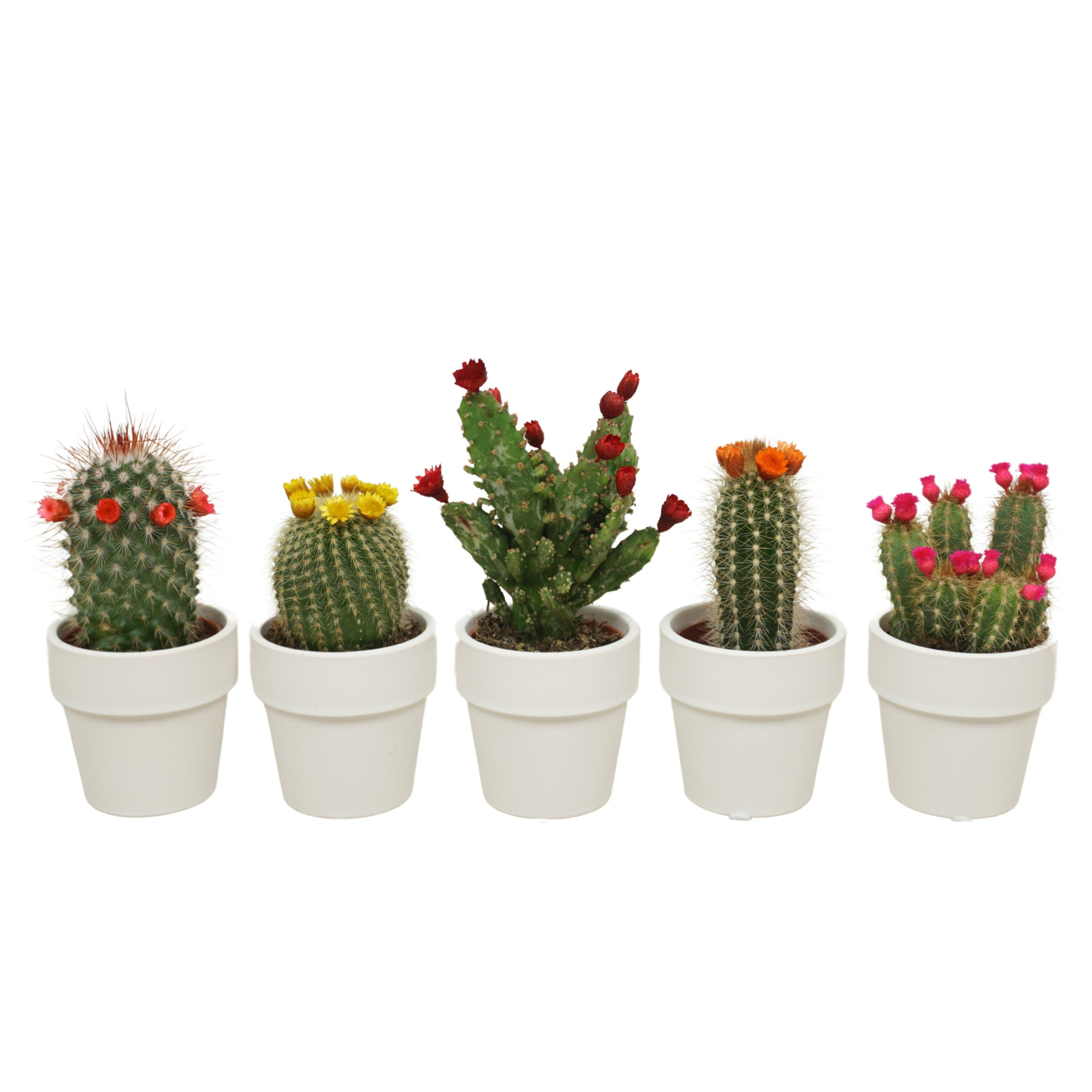 Cactus mix strobloem in 6 cm 'Wit Kraagpotje, D 5,5 cm