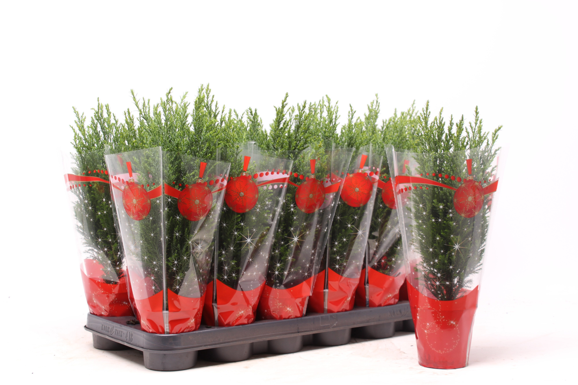 Chamaecyparis laws. 'Ellwoodii' kersthoes, D 9 cm