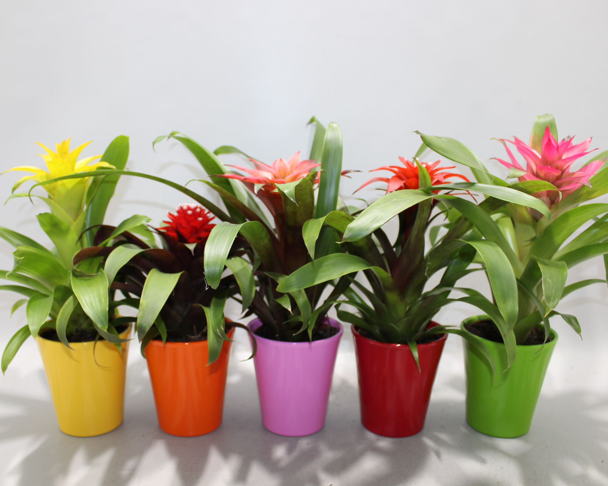 Guzmania Compact Plus Gemengd 10.5cm (Met Hoes), D 10,5 cm