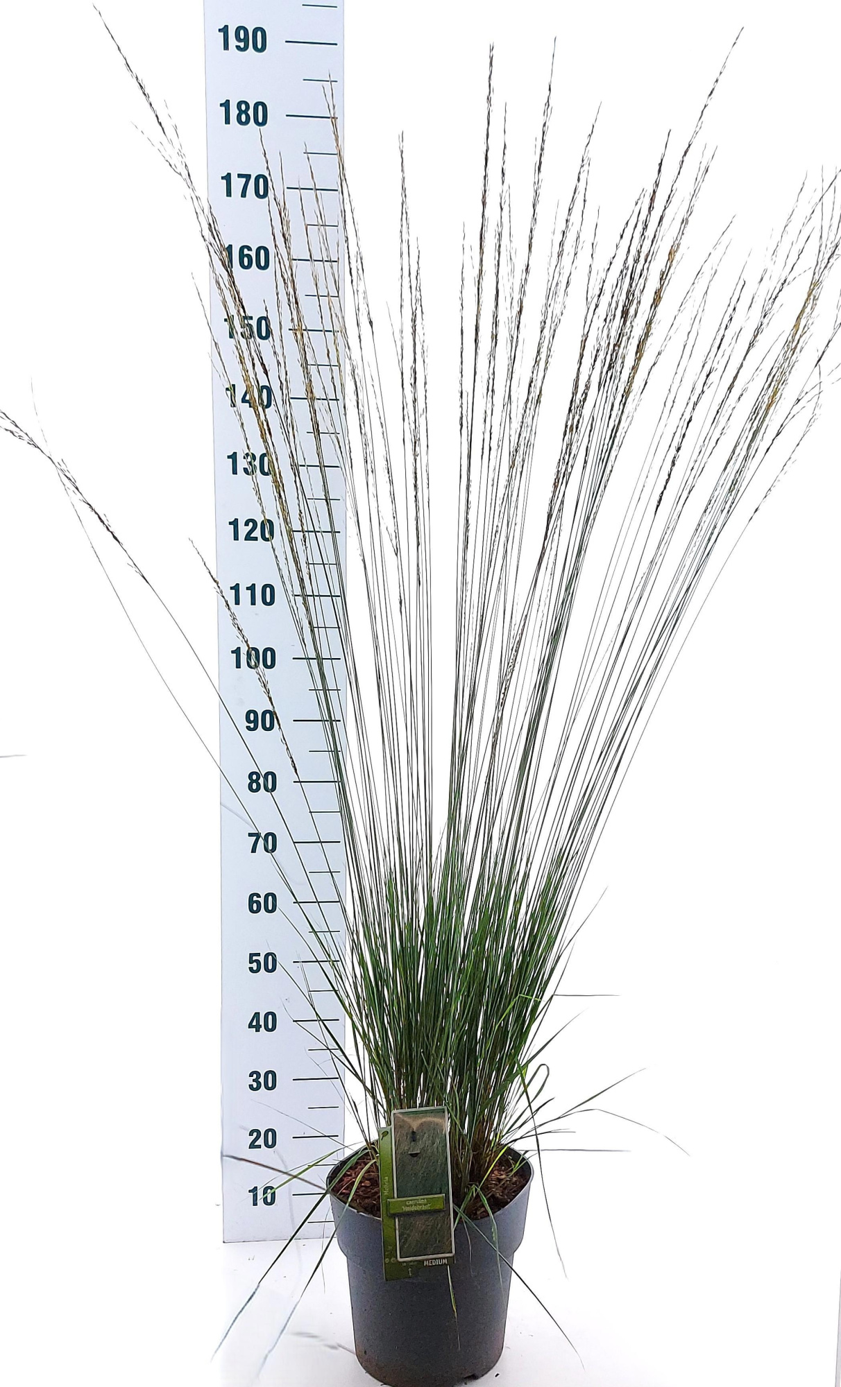 Molinia caerulea 'Heidebraut', D 29 cm