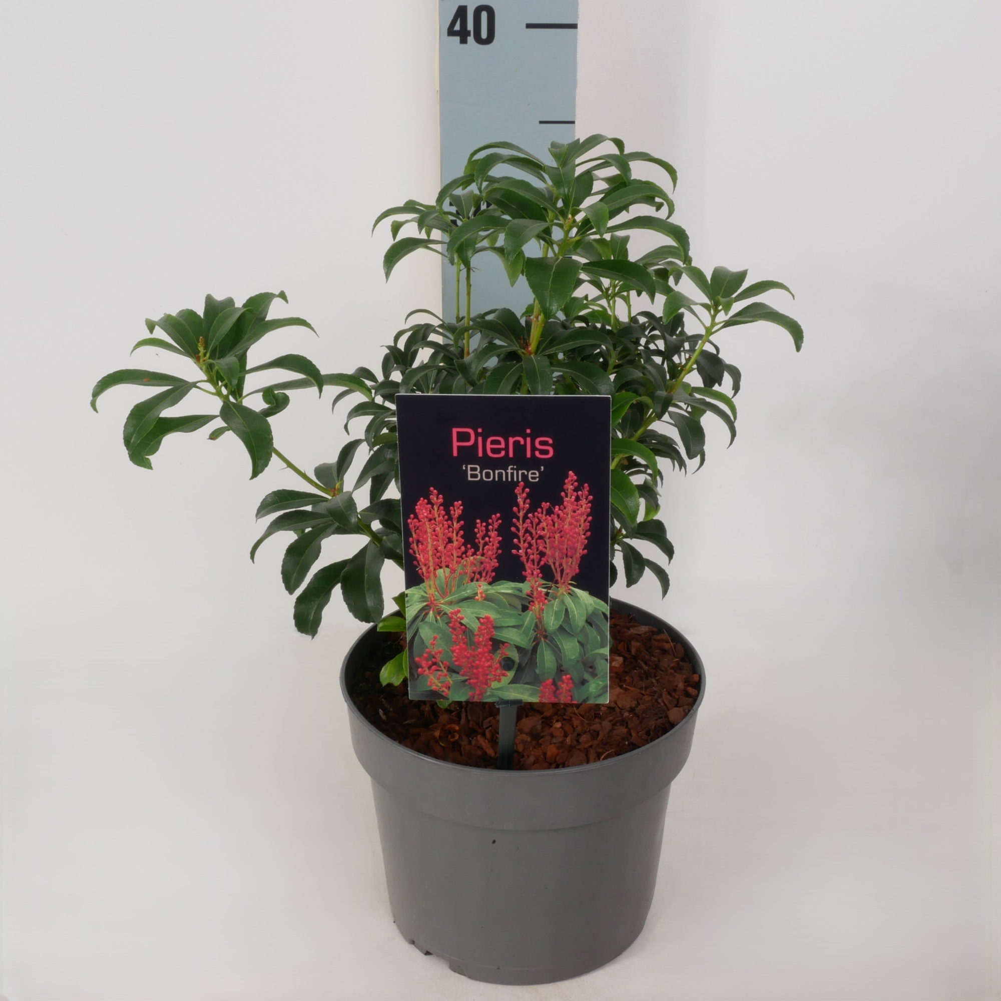 Pieris jap. 'Bonfire' P17, D 17