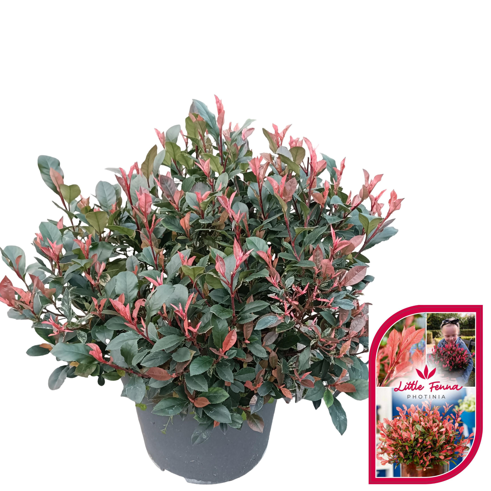 Photinia fras. 'Little Fenna'® C10, D 29
