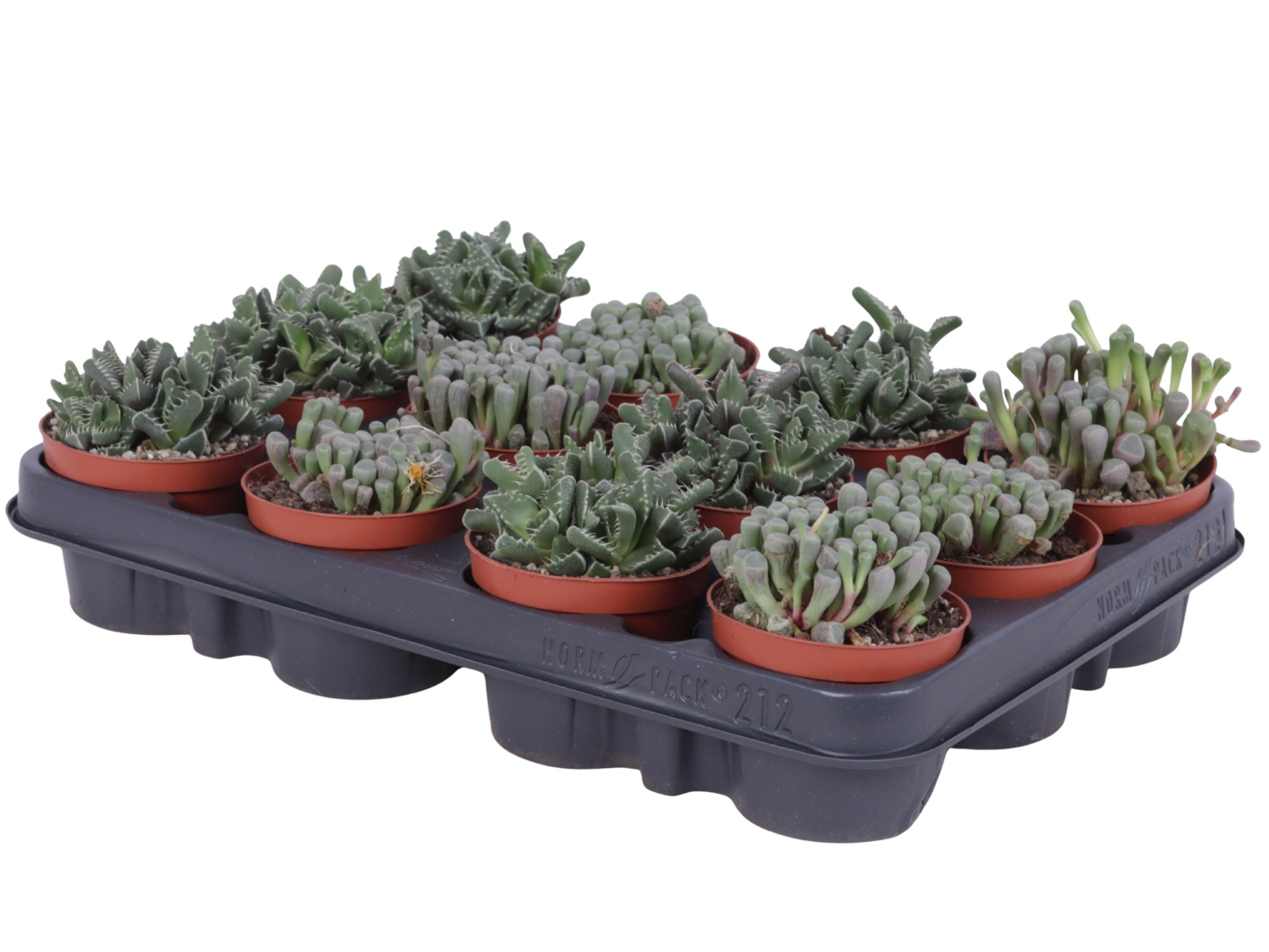 Lithops mix 8,5 cm, D 8,5