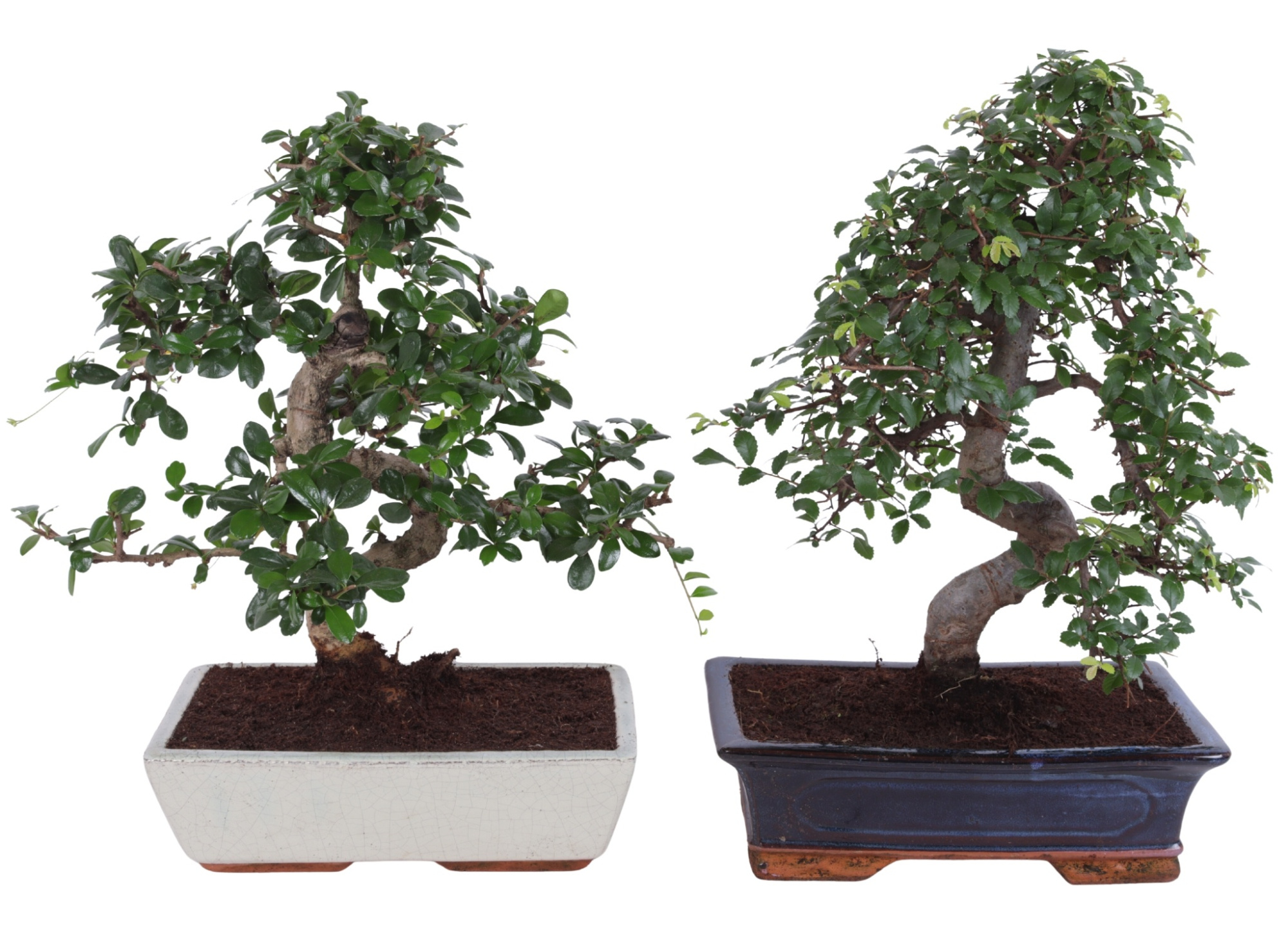 Bonsai Mix in ø30cm in Ceramic, D 30