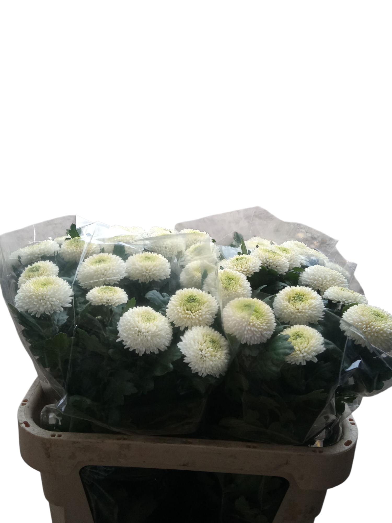 Хризантема од. Пин Понг 75, шт.