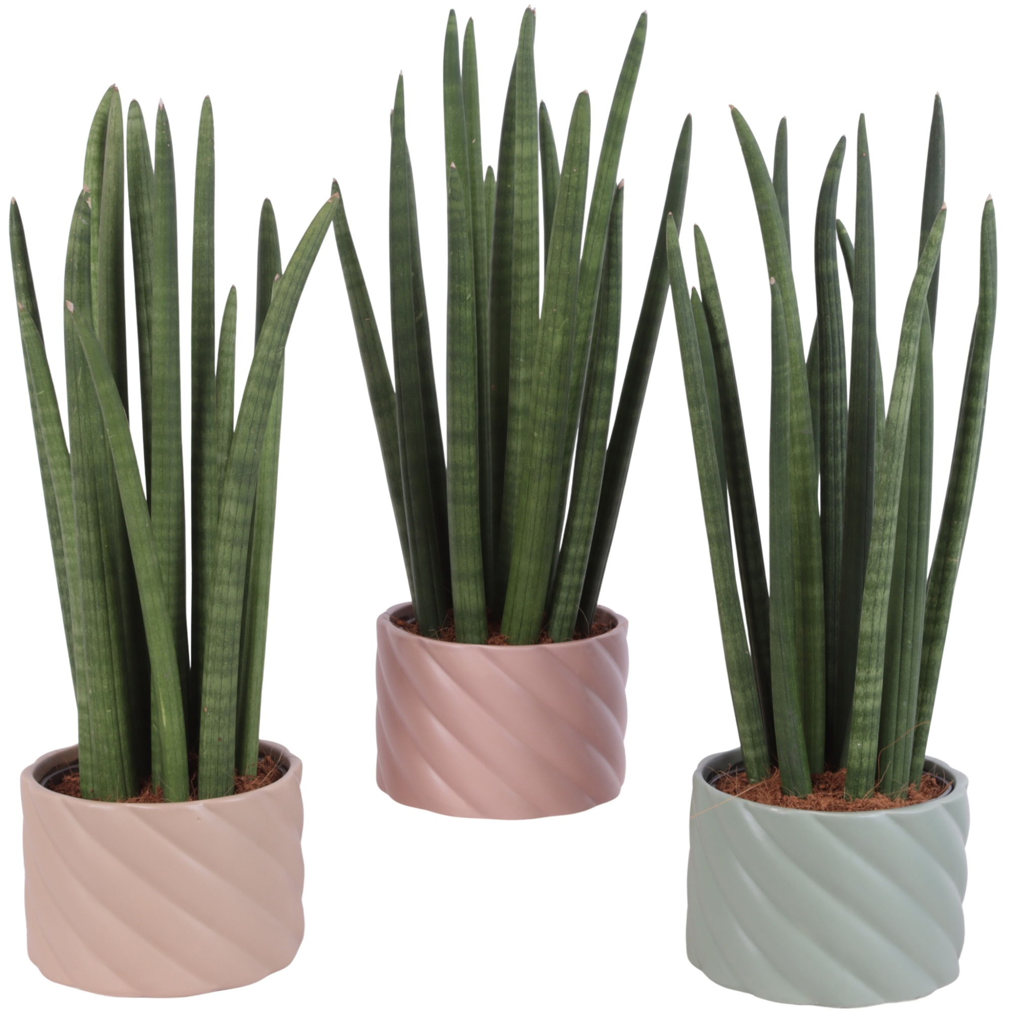 Sansevieria Cylin, Straight 14 Leaf Ø15cm in Ø17cm Ceramic SE661, D 17