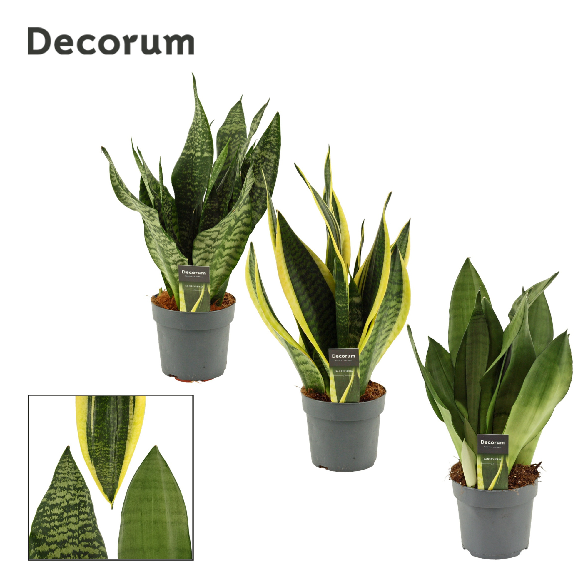 Sansevieria Super Mix 14 cm (Decorum), D 14