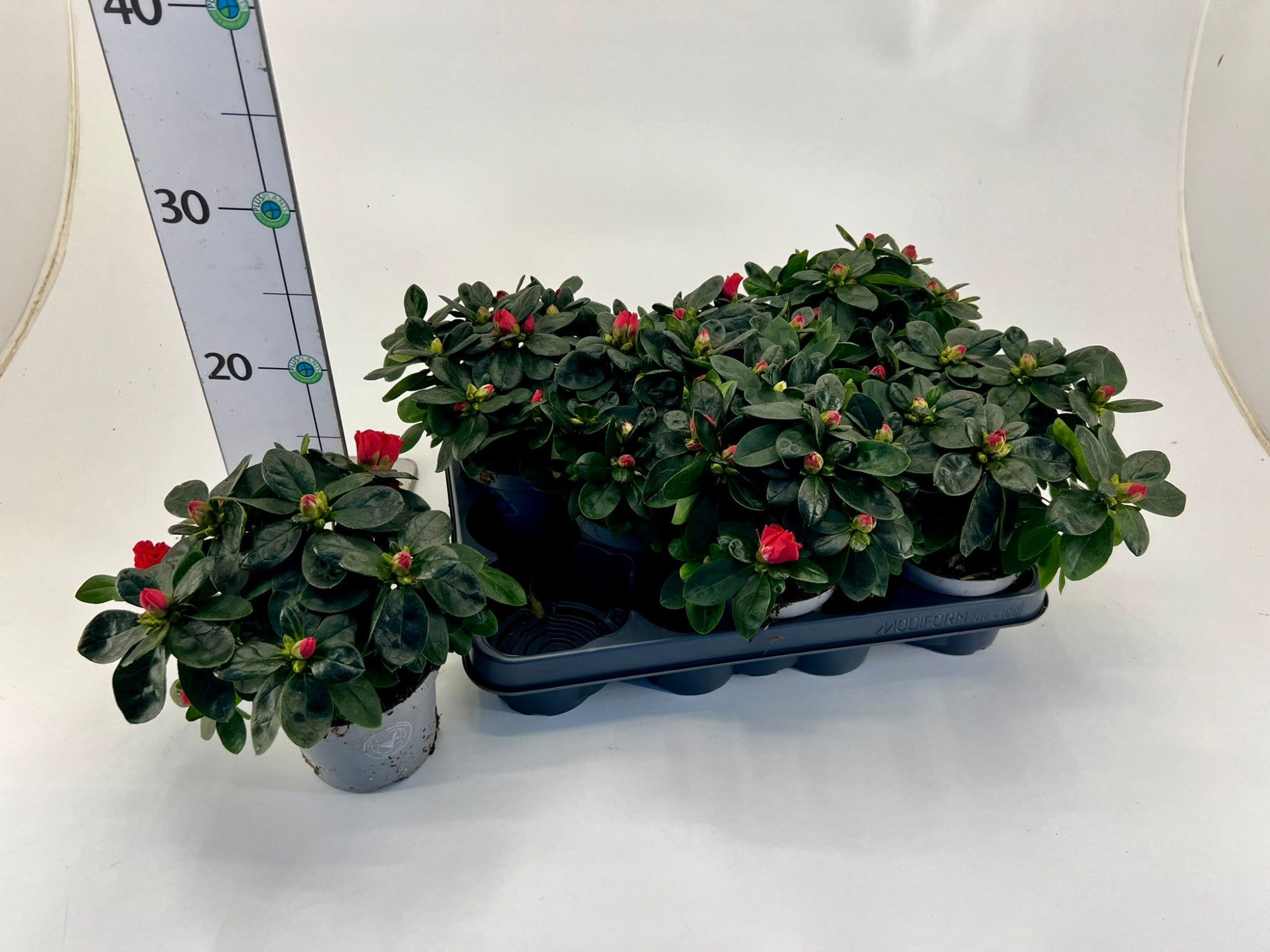 Rhododendron simsii T10,5 red, D 10