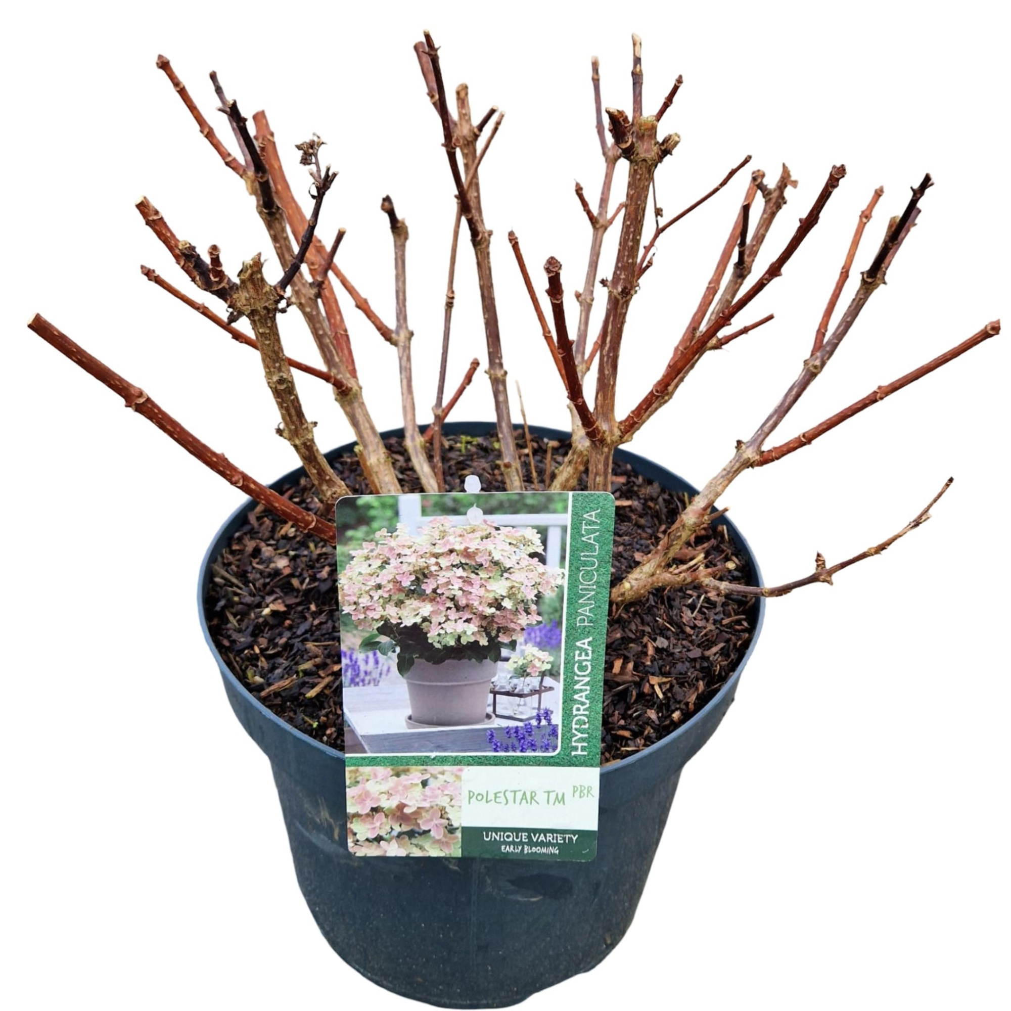 Hydrangea pan. 'Polestar' ®, D 26