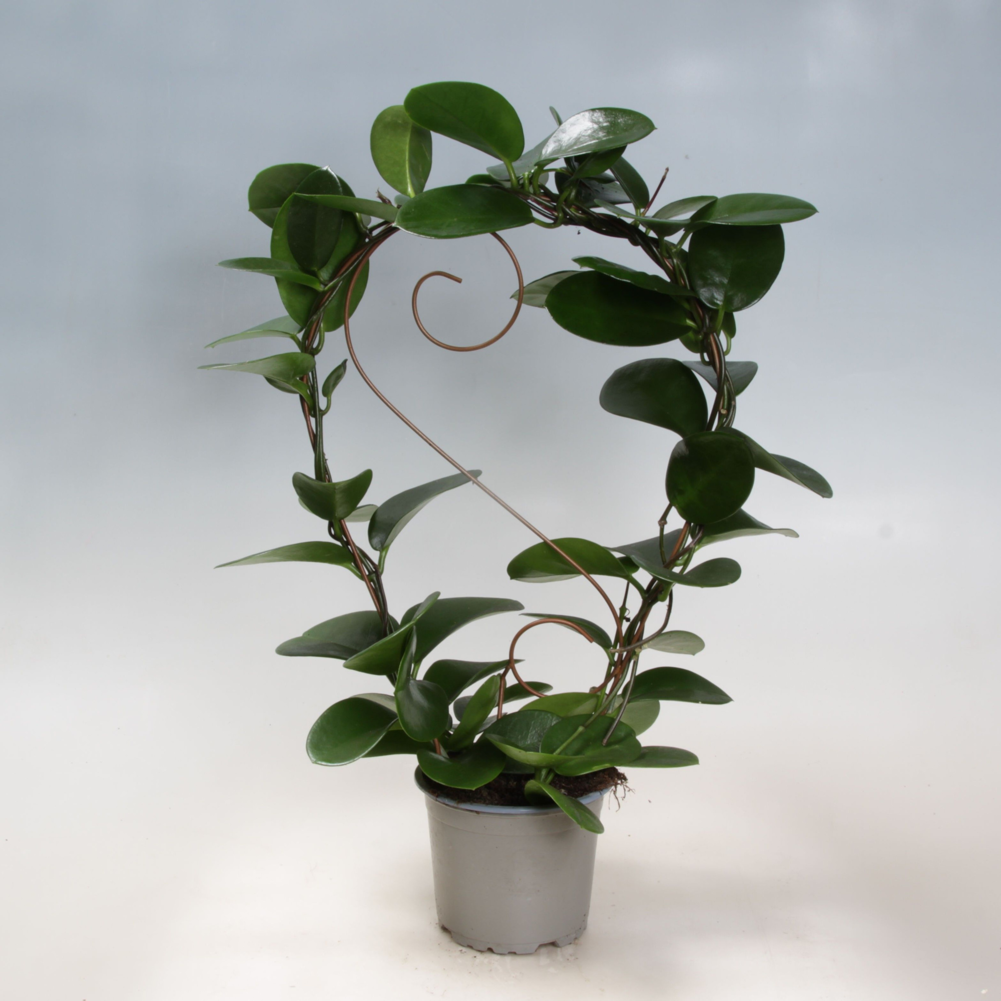 Hoya Australis Copper boog 12 cm, D 12 cm